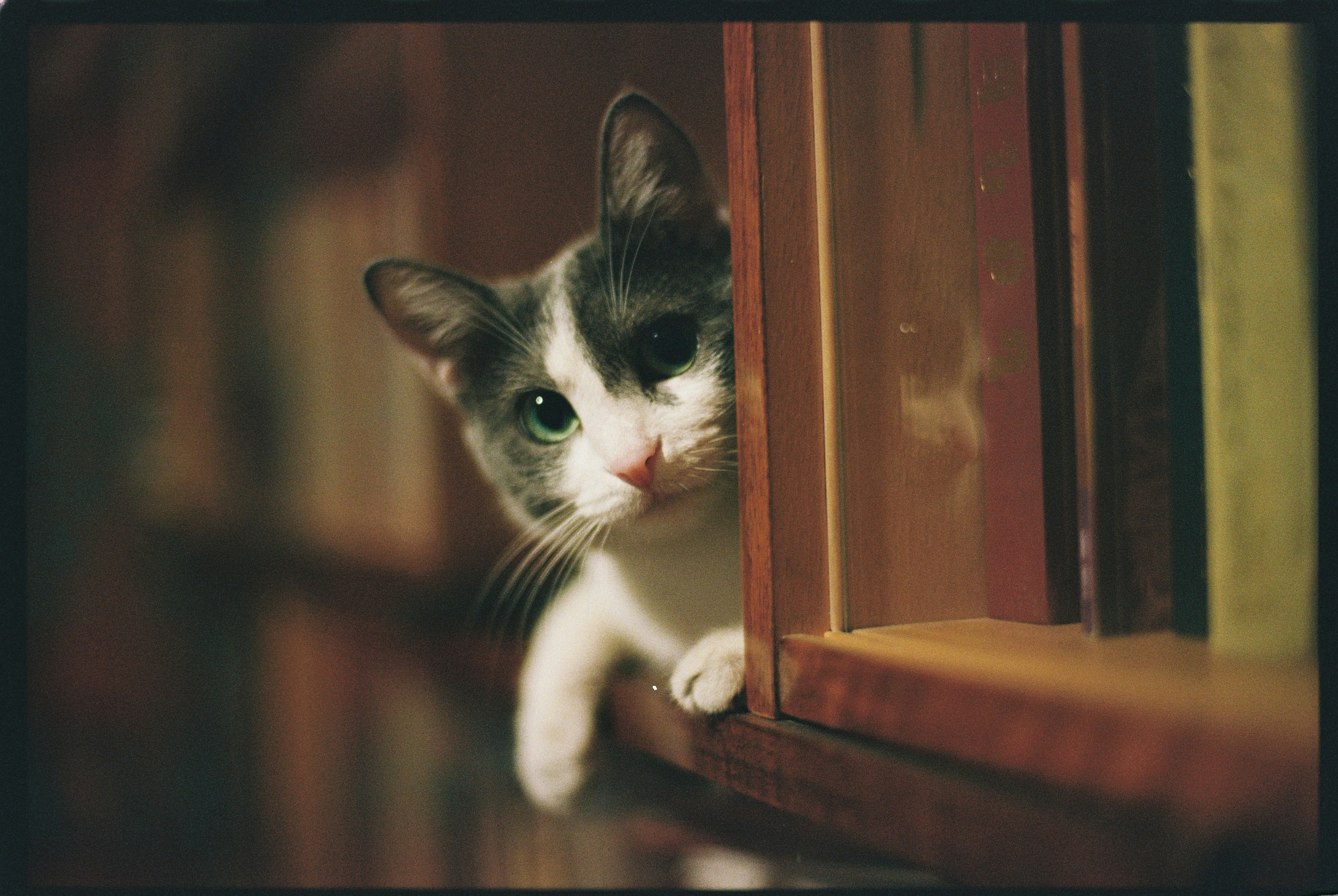 Photo by rafael_ishkhanyan