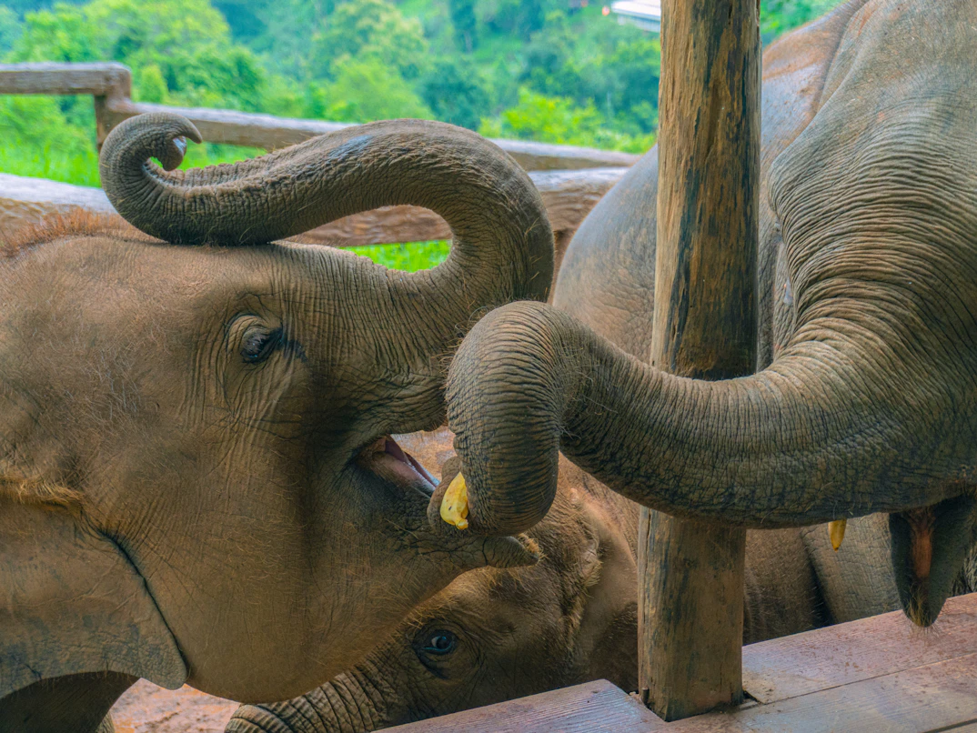 Baby elephants at Sheldrick Elephant Orphanage in Nairobi