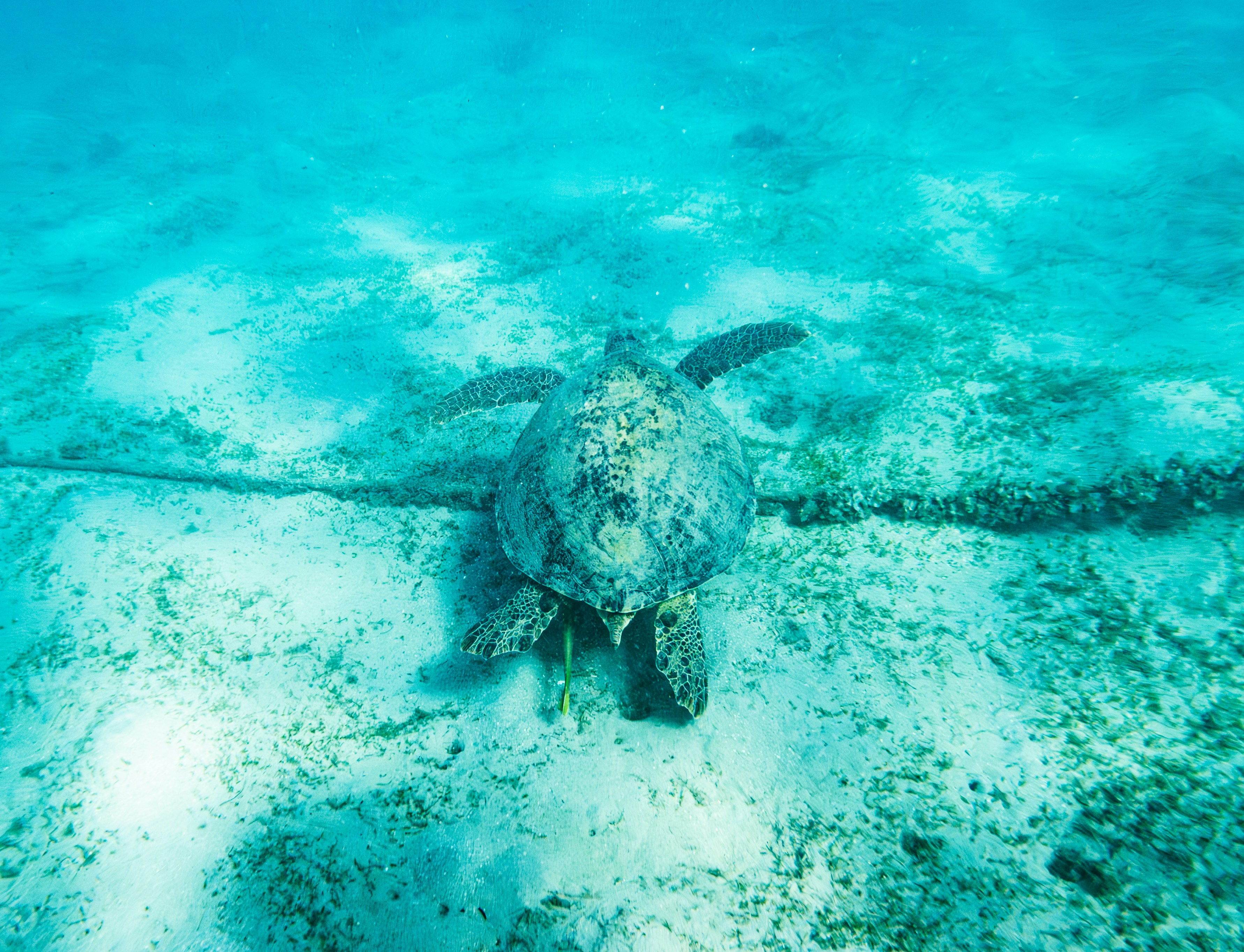 A sea turtle swims over a sandy seabed.
