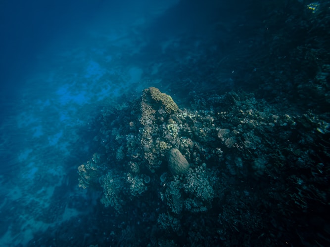 Atlantis Submarine Reef Adventure