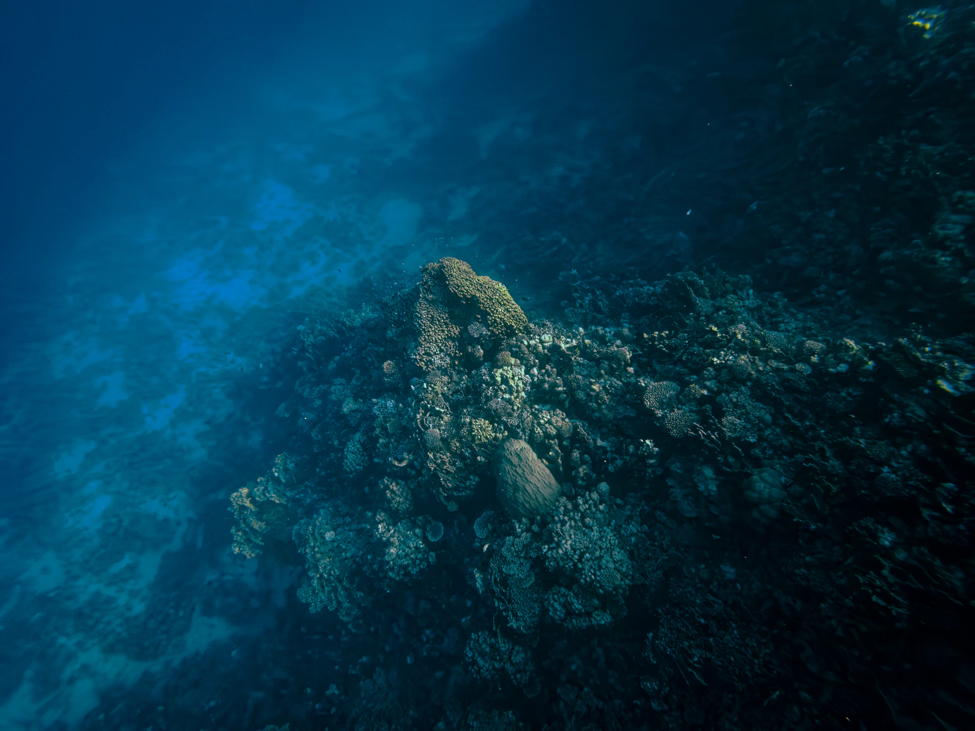 Underwater coral reef with clear blue water
