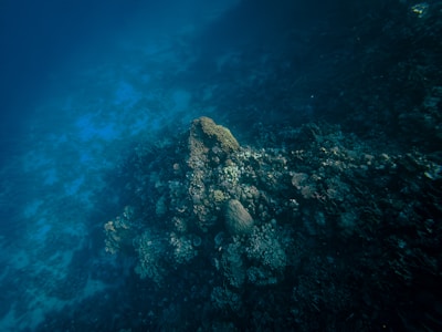 Crystal Blue Reef Wall