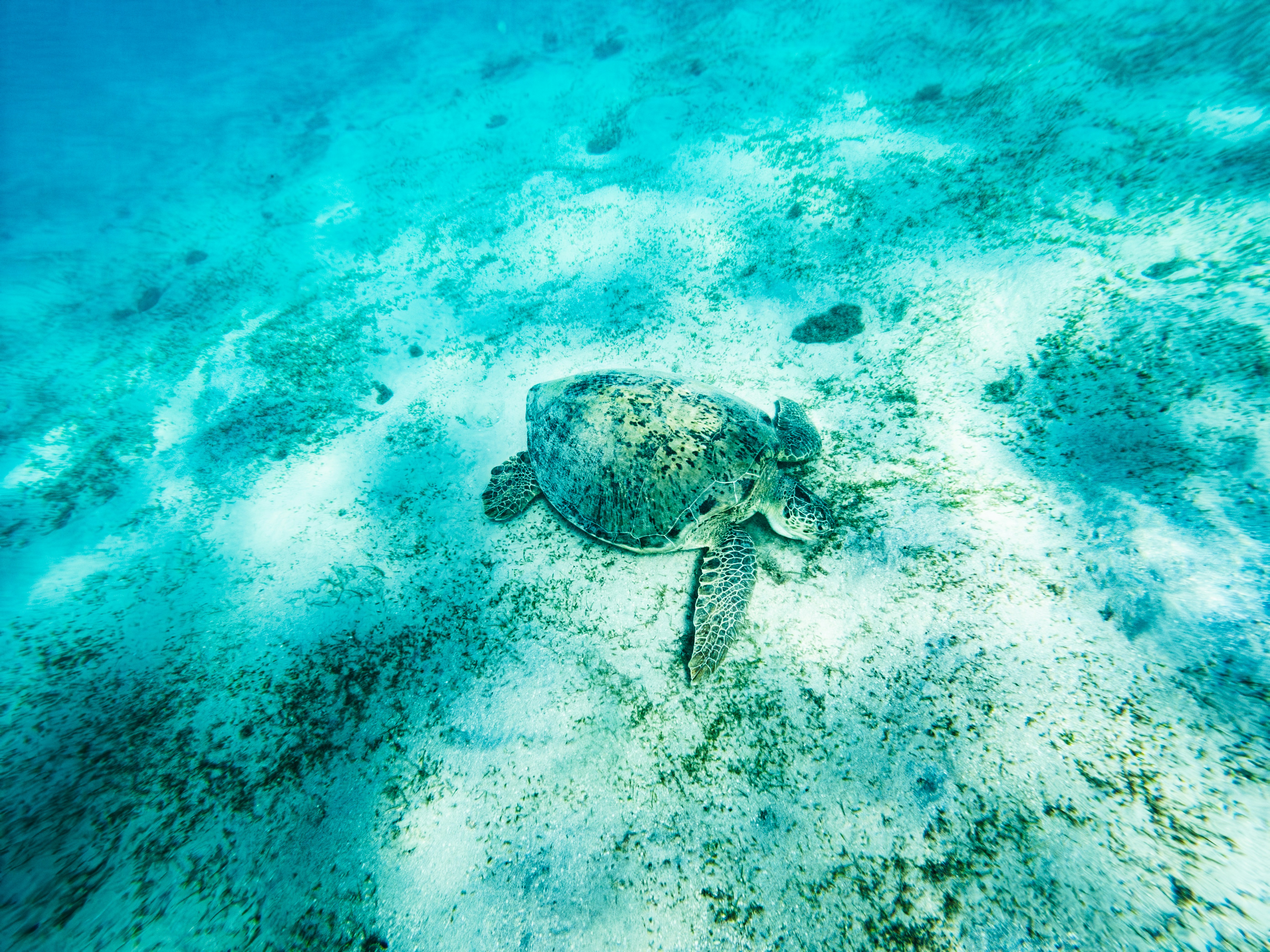 Seekor penyu berenang di atas dasar laut berpasir.