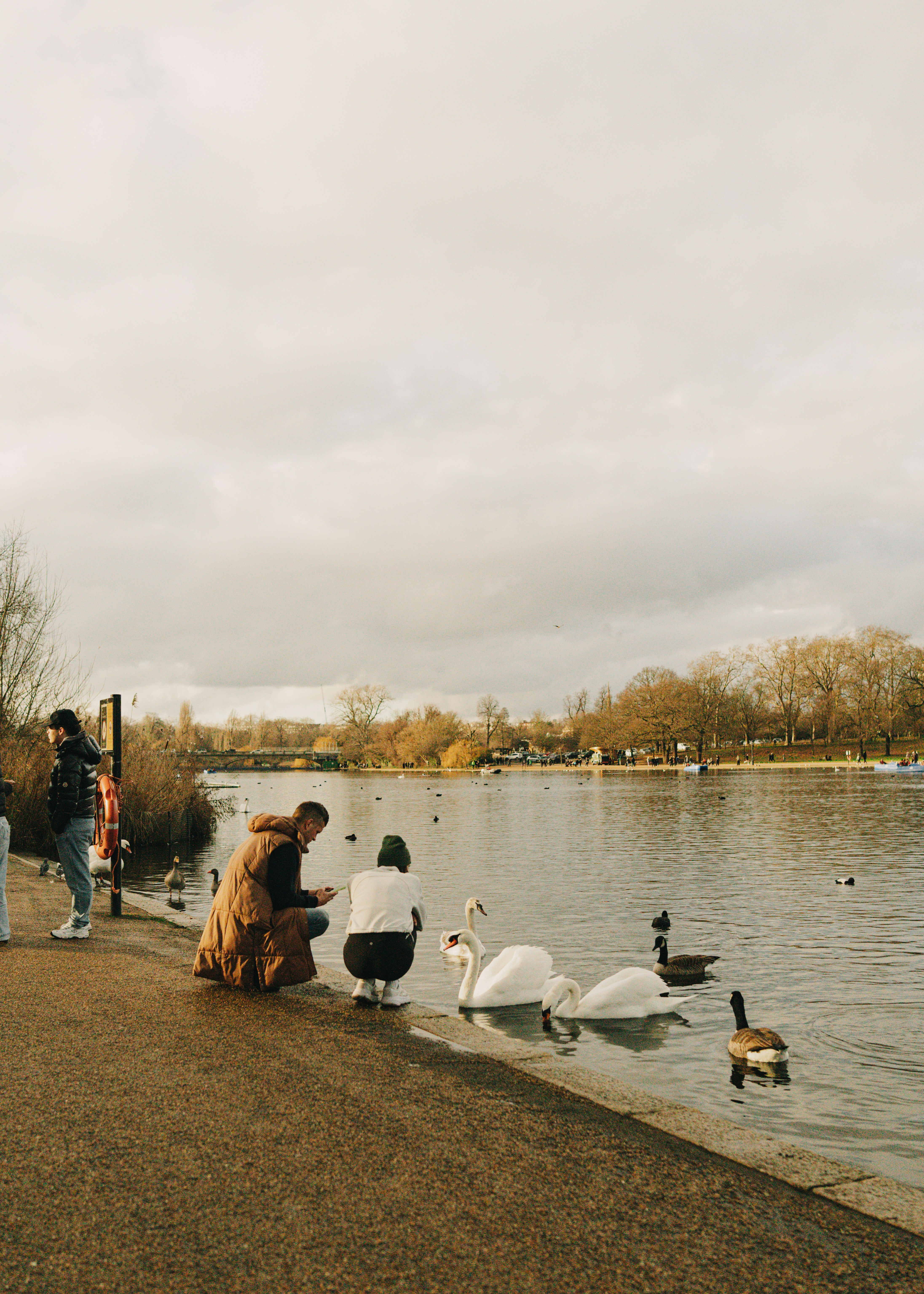 People feeding swans and ducks by a calm lake