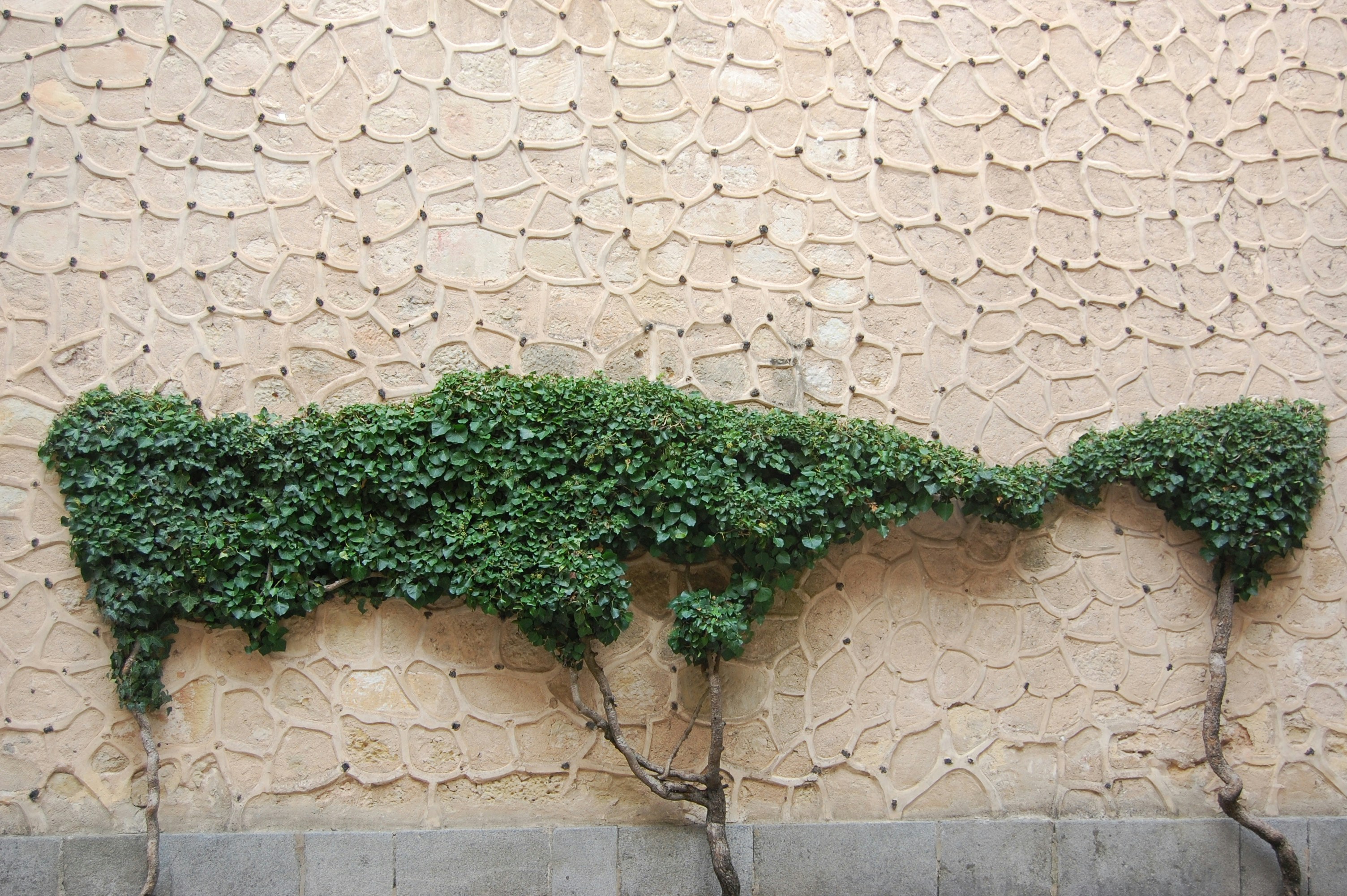 Plantas verdes con forma de mapa mundial en una pared.