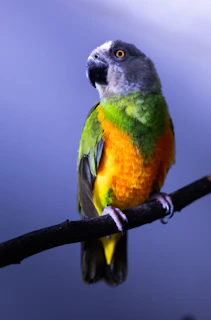 A colorful parrot perched on a branch