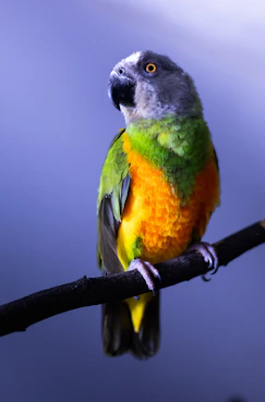 A colorful parrot perched on a branch
