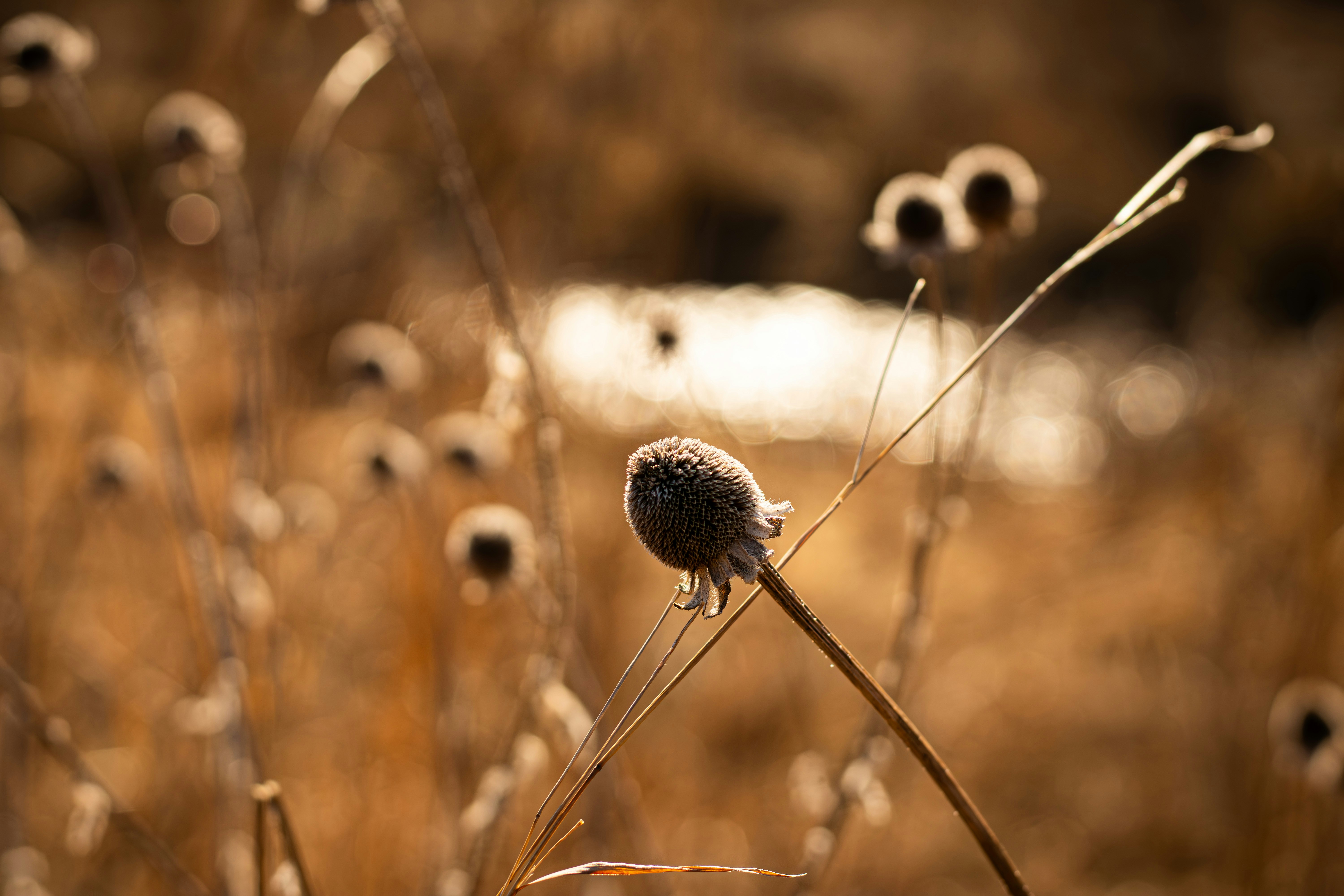 Photo by liora_photos