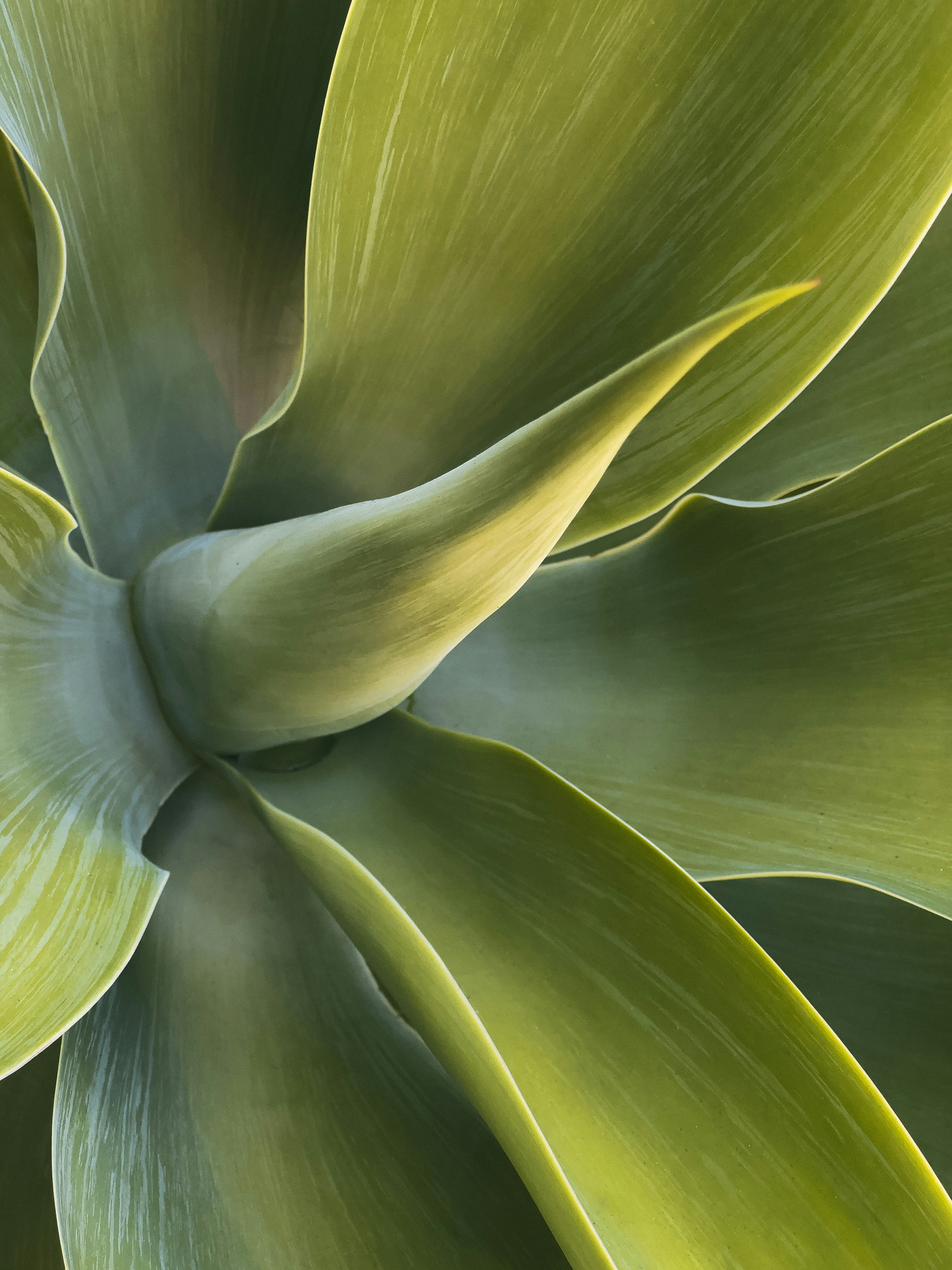 Close-up of vibrant green agave plant leaves