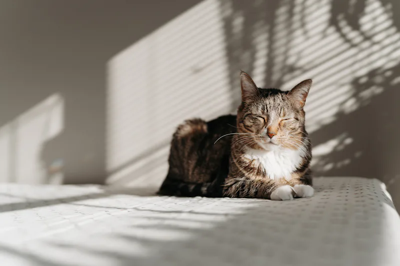 Black and white rogue cat with independent gaze perfect for rogue warrior cat names and loner cat name ideas