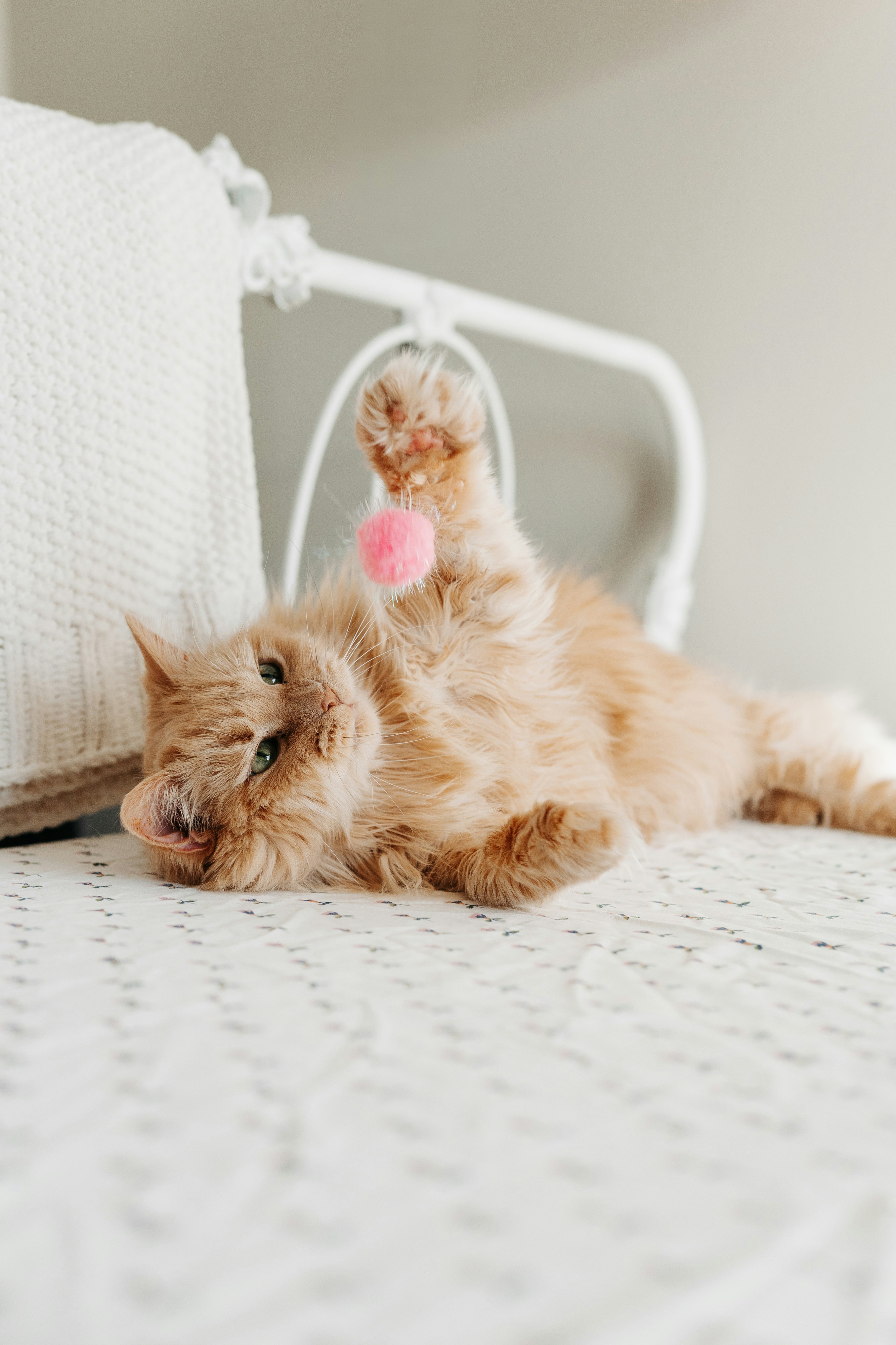 A fluffy orange cat plays with a pink toy.