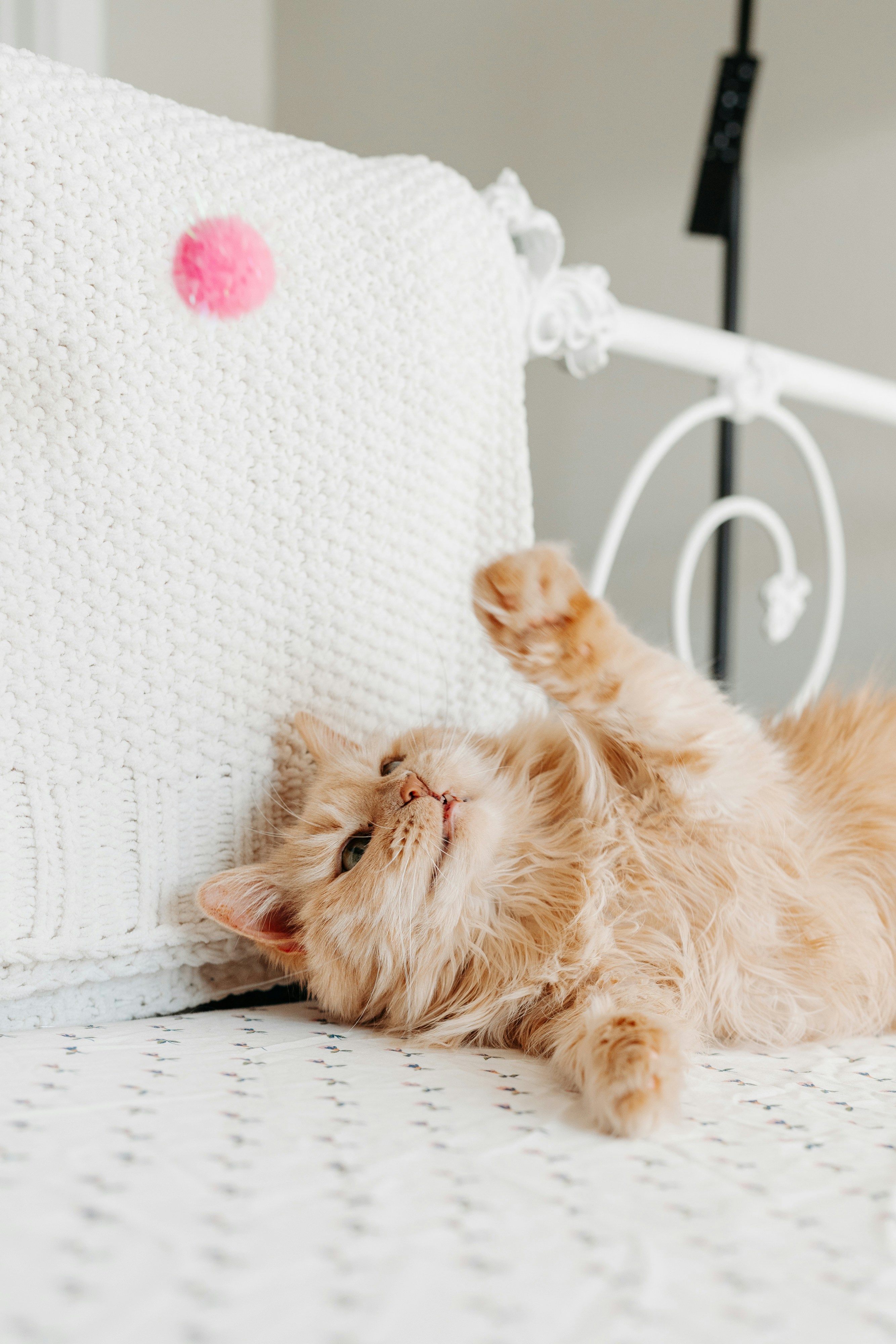Um gatinho laranja fofo brinca com uma bola rosa.