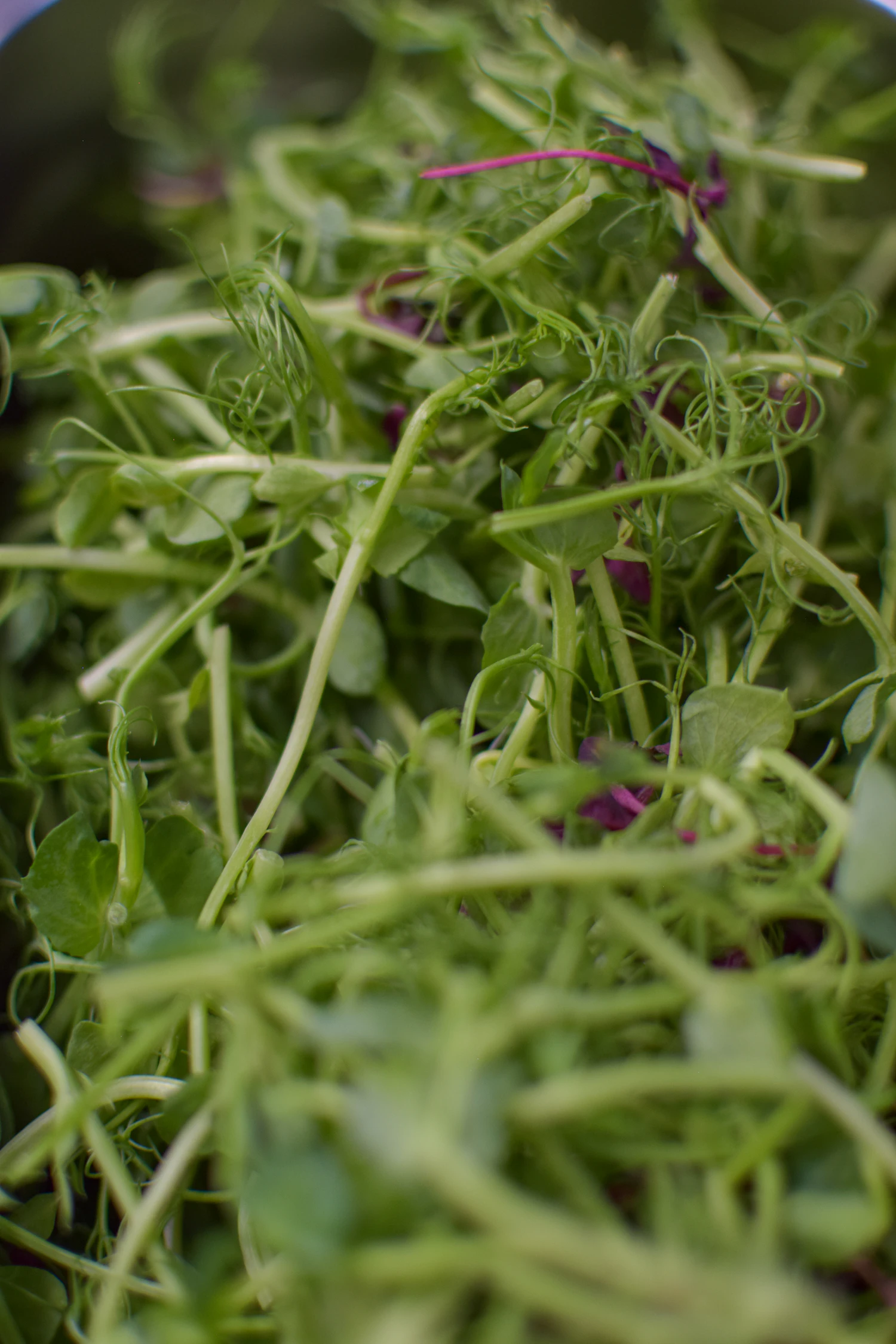 Close-up of tangled microgreens with purple stems