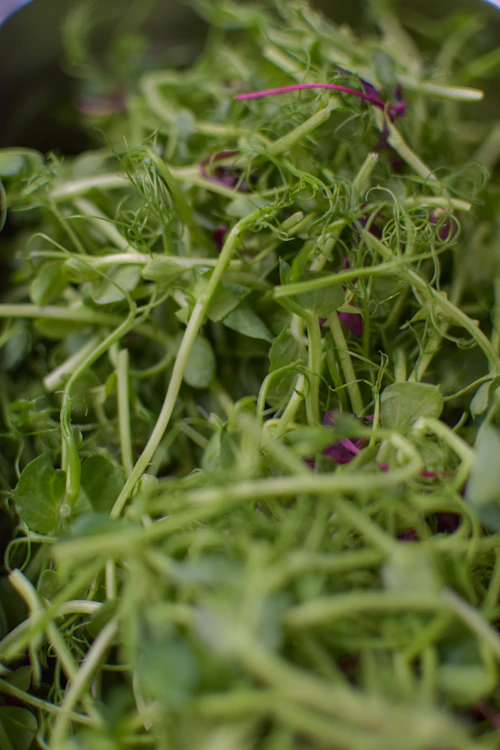 Beetroot Microgreens