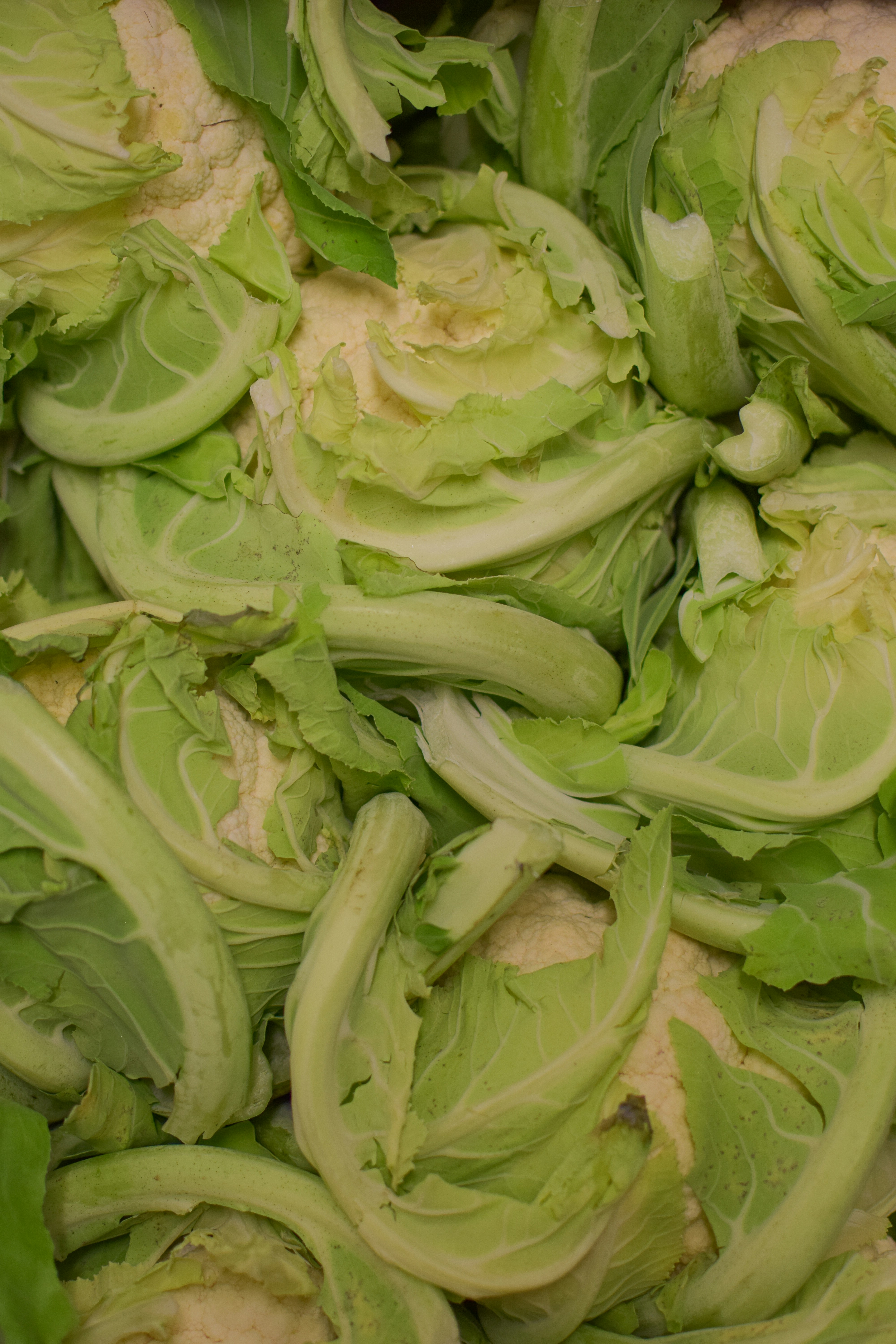 Fresh cauliflower florets and leaves piled together