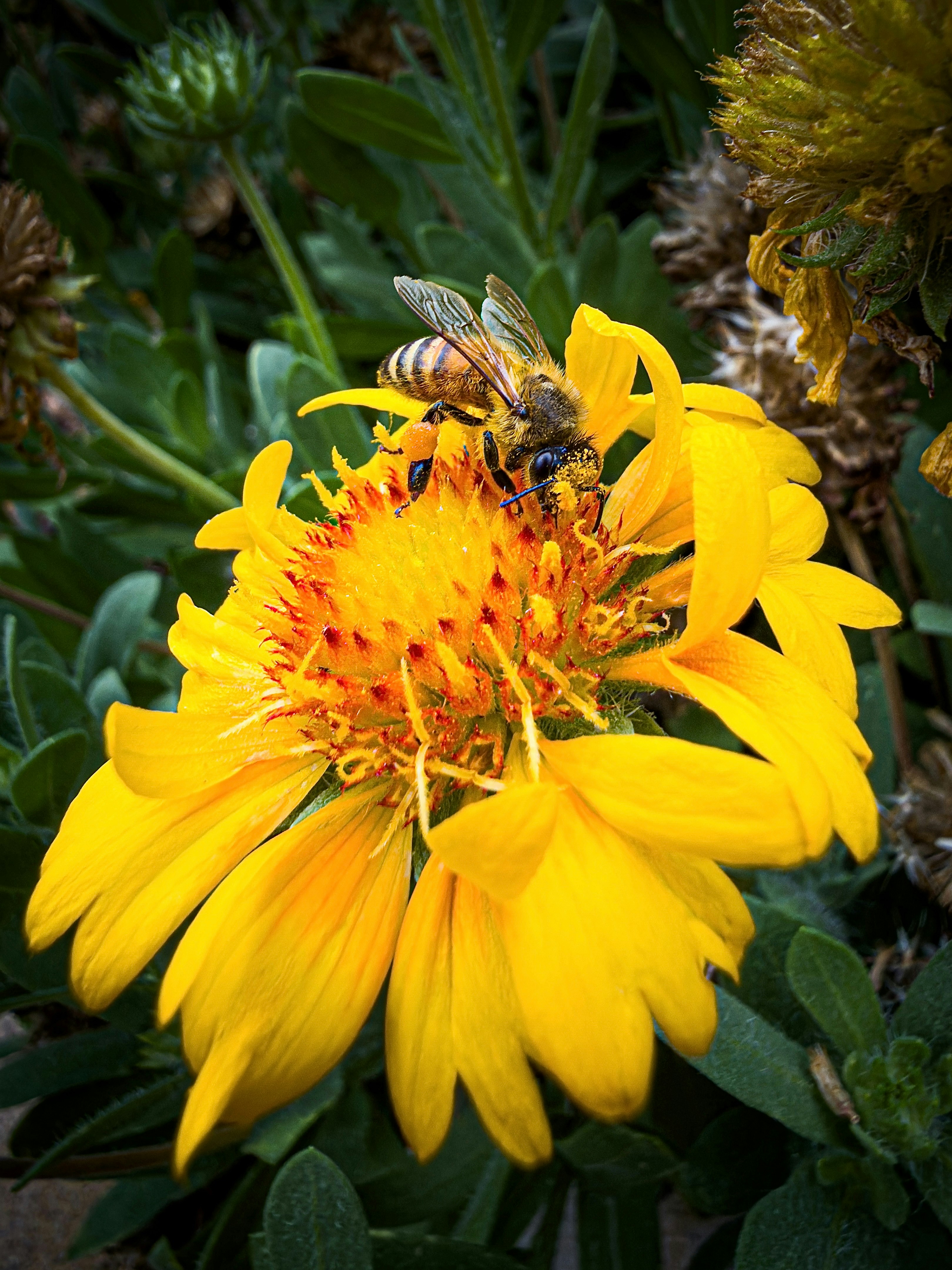 Un'ape raccoglie nettare da un fiore giallo brillante.