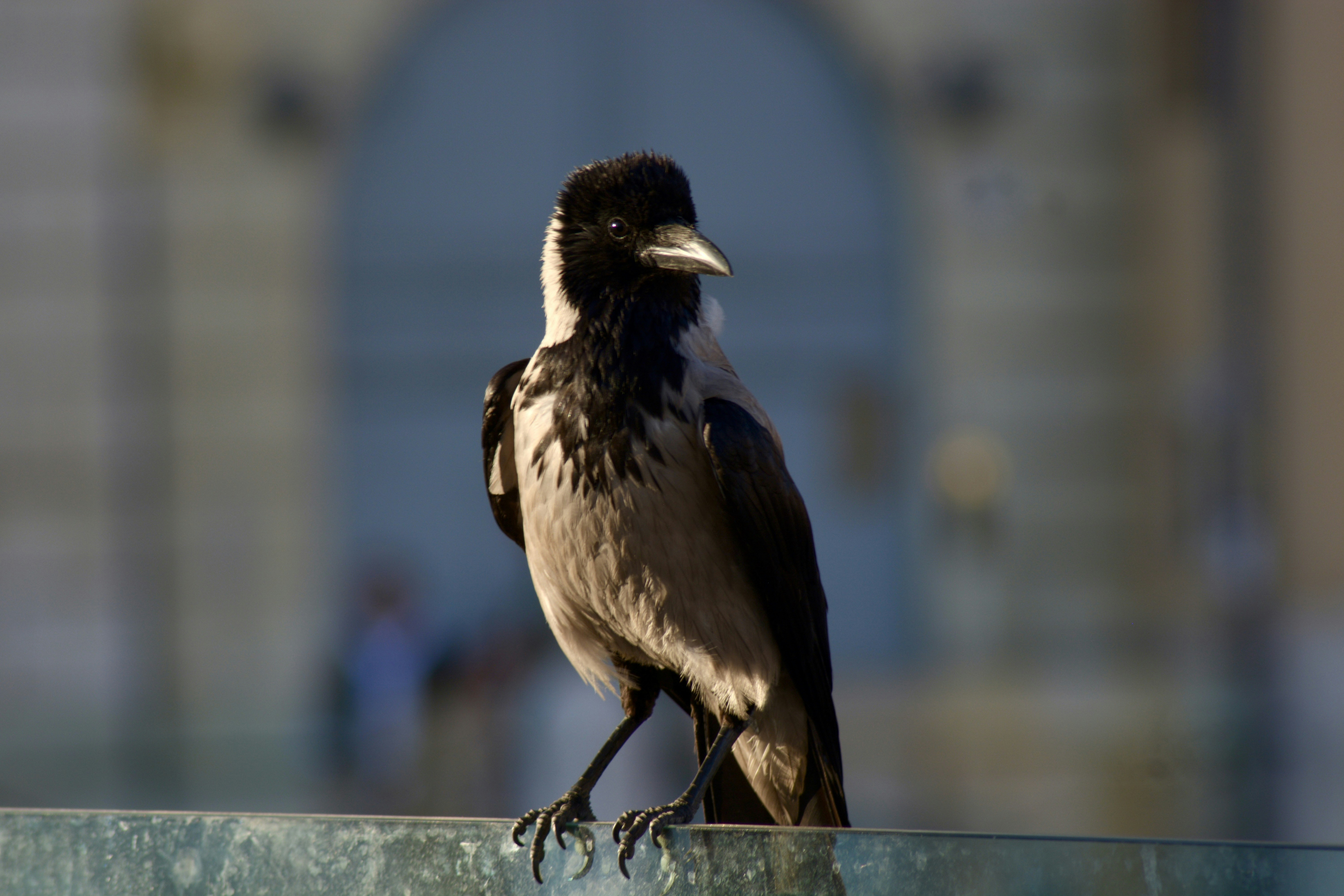 A hooded crow perched on a glass railing outdoors.