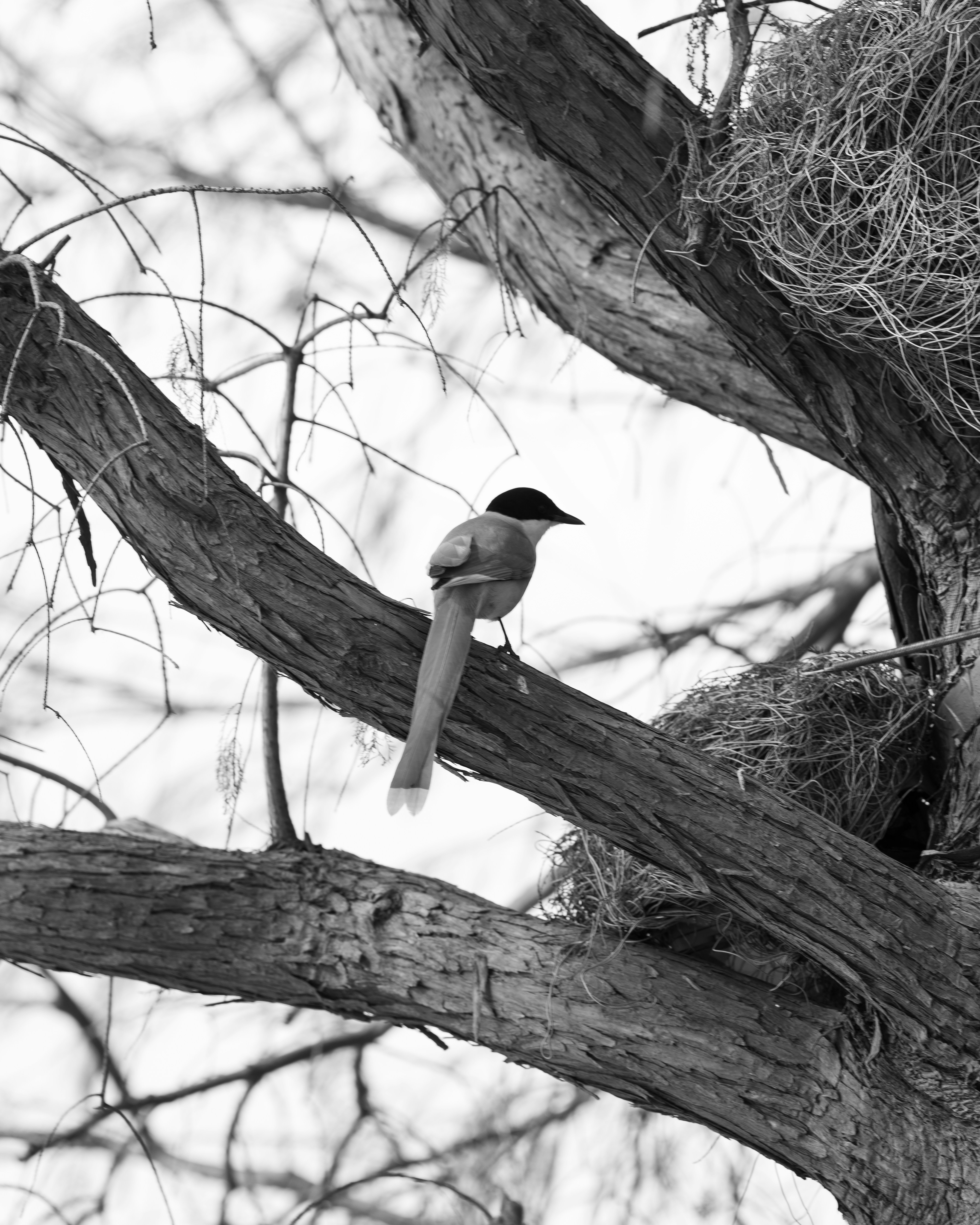 A bird perched on a tree branch near a nest
