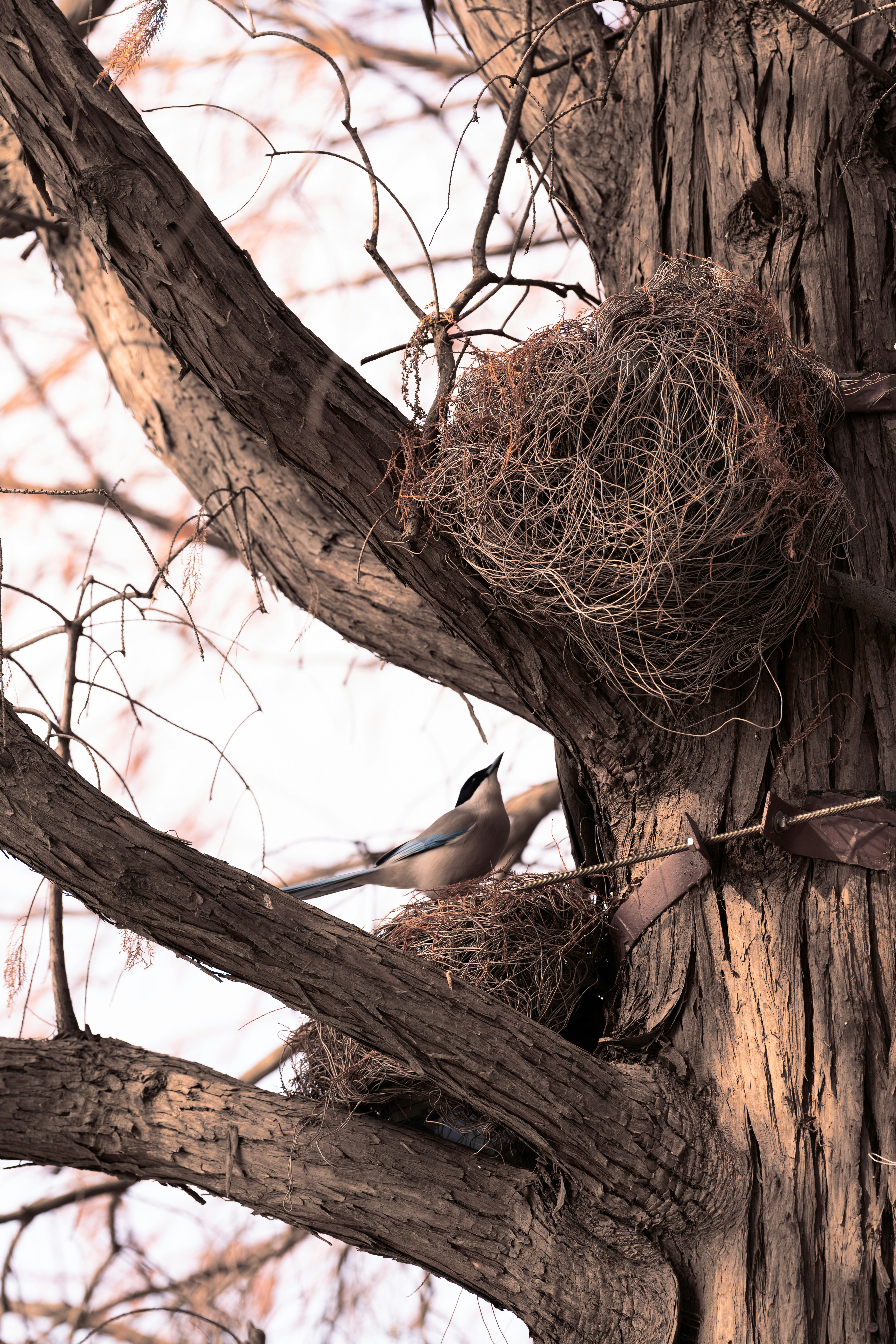 A bird sits in a nest on a tree.