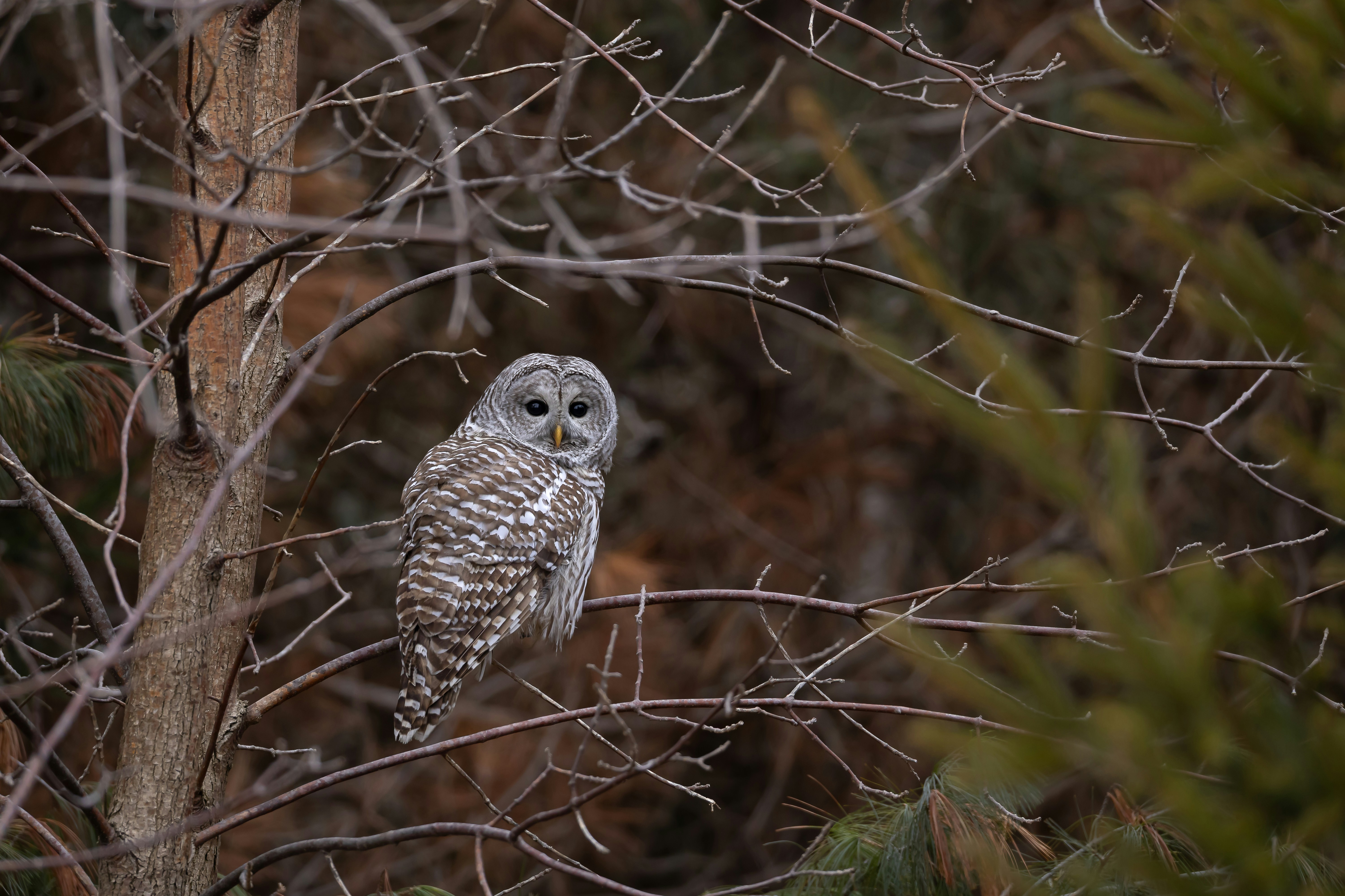 A perched owl in a forest versus a gull flying over the ocean - bird photography focus mode