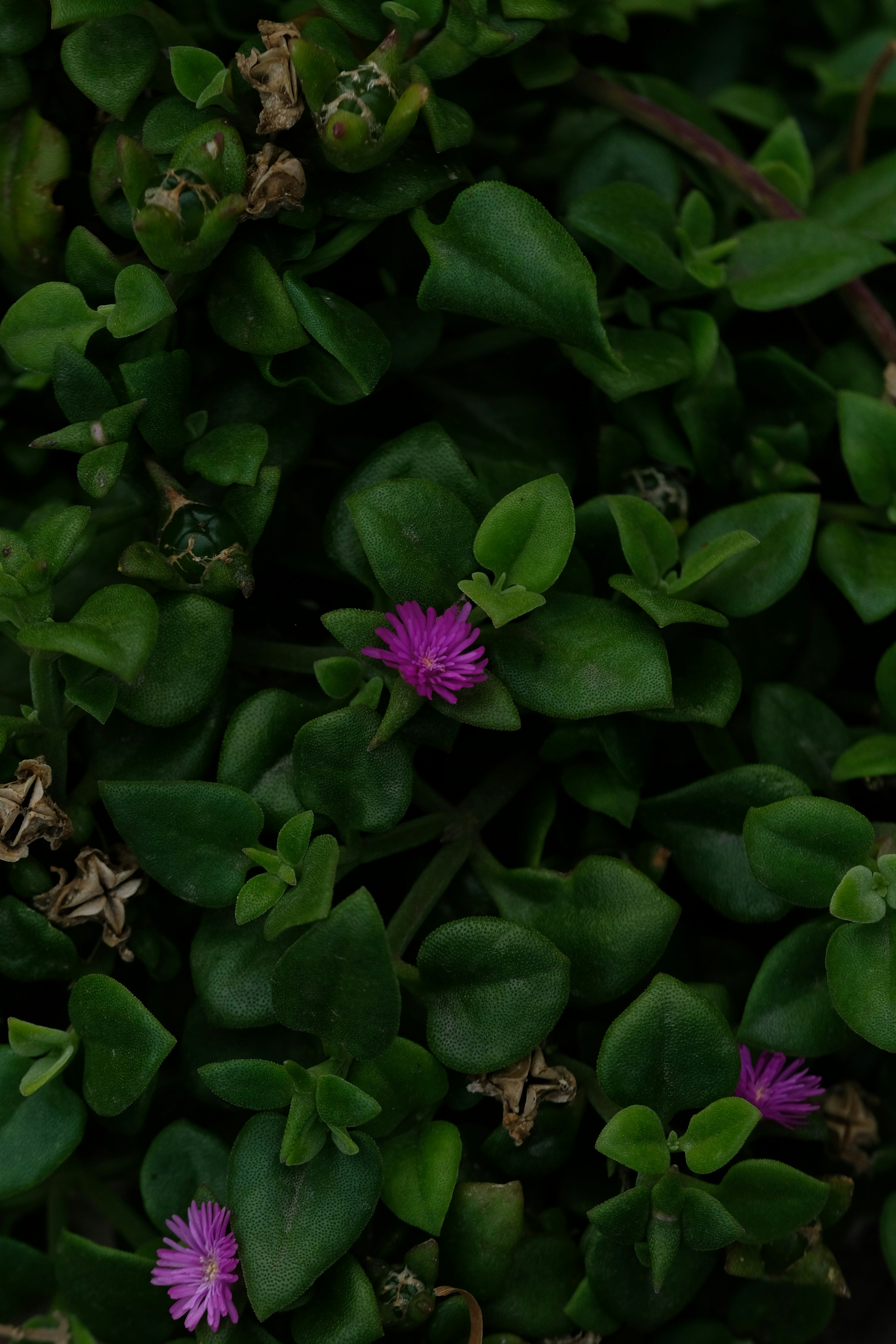 Small purple flowers bloom among lush green leaves.