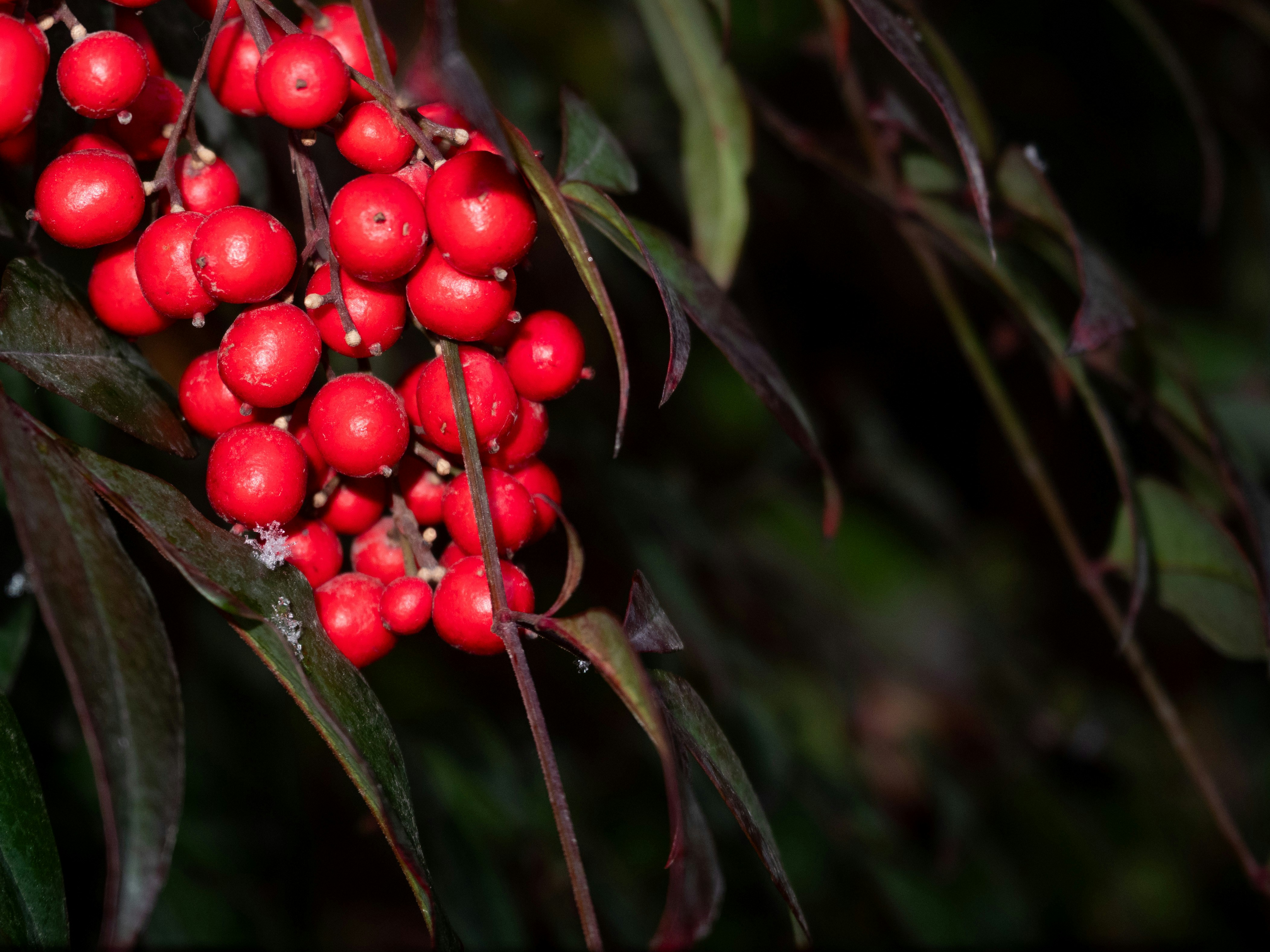 暗い葉に鮮やかな赤い実の塊がある