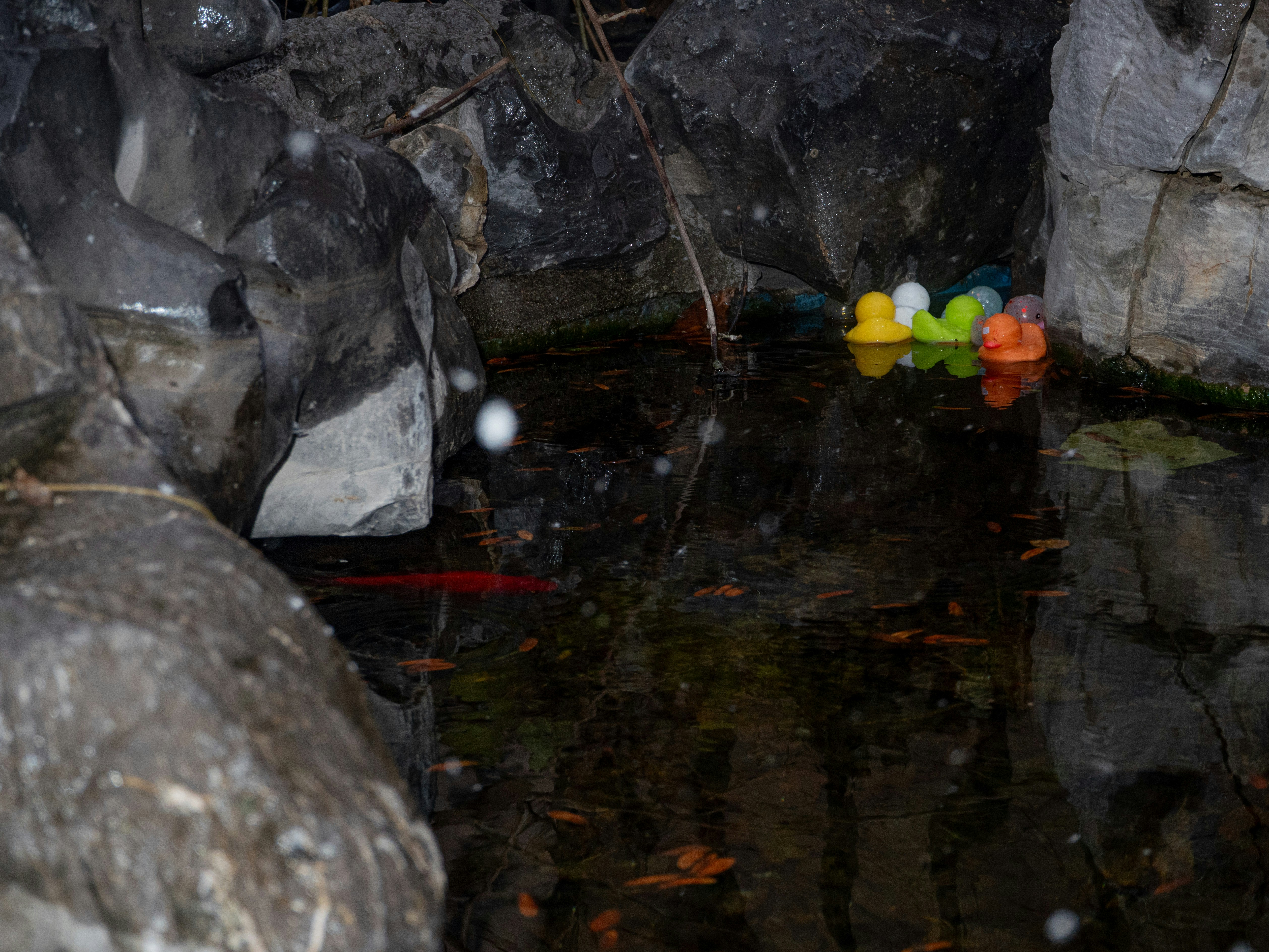 Rubber ducks float in a dark pond with fish.