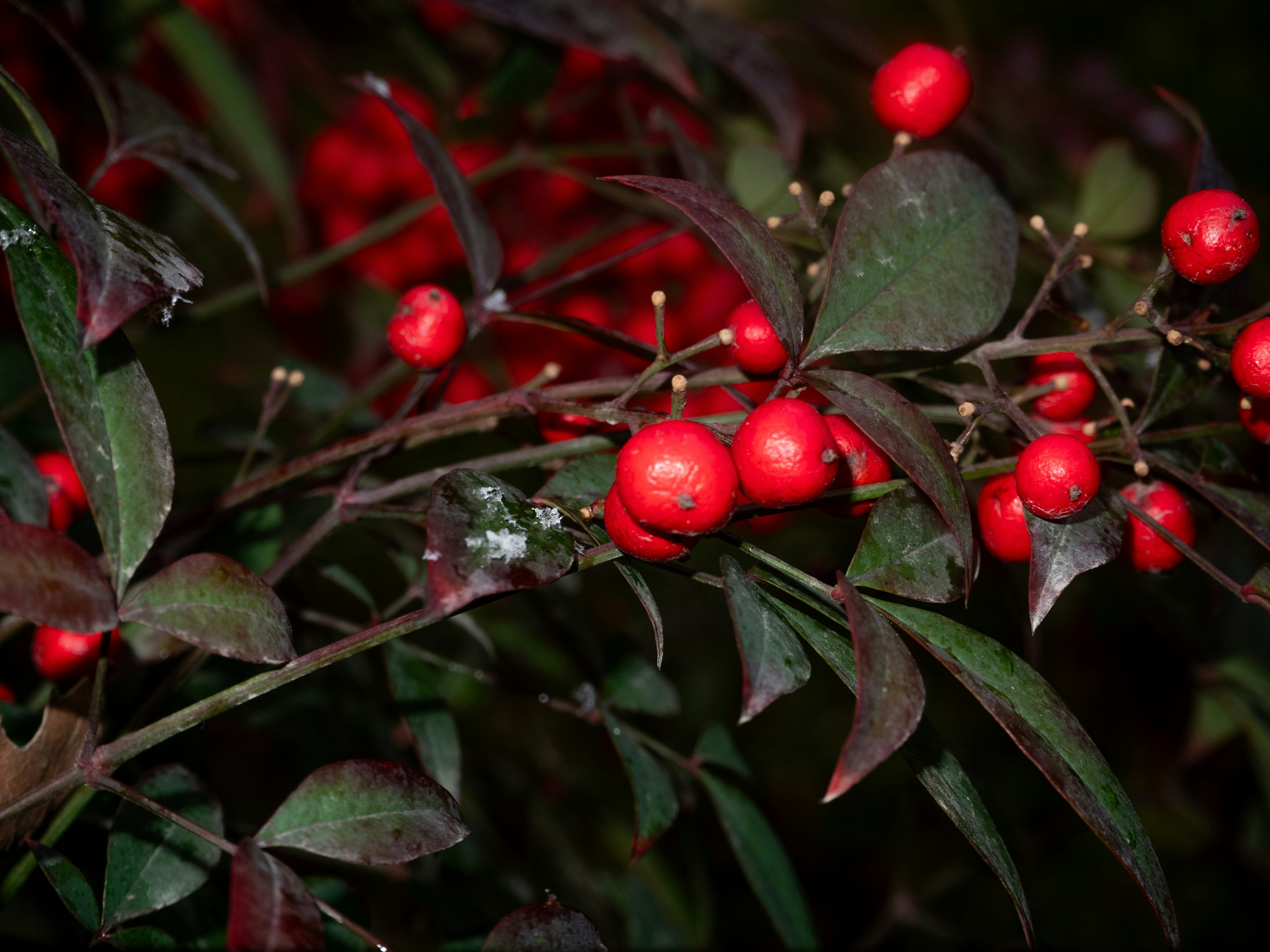 濃い葉の枝に生えた赤い実