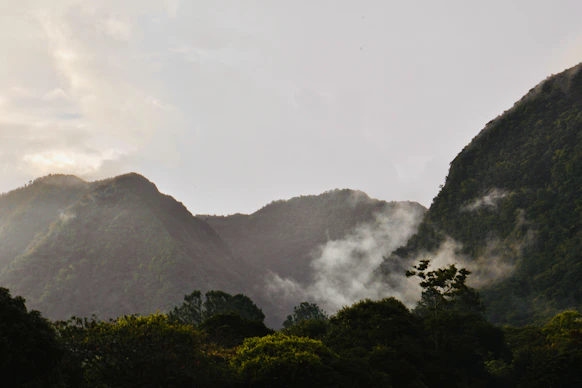 Misty mountains covered in lush green forest foliage.