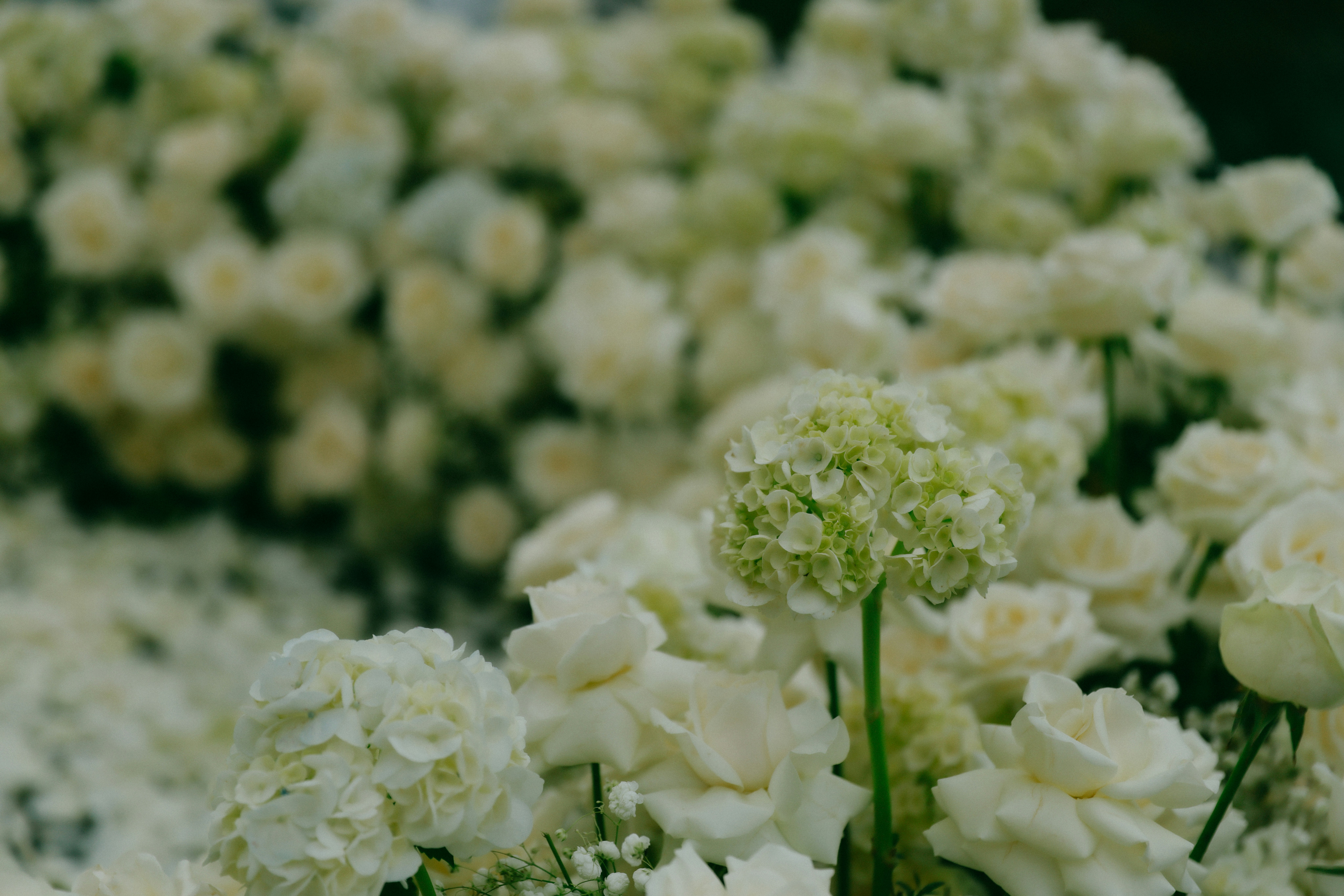 Photo by hoianphotographer