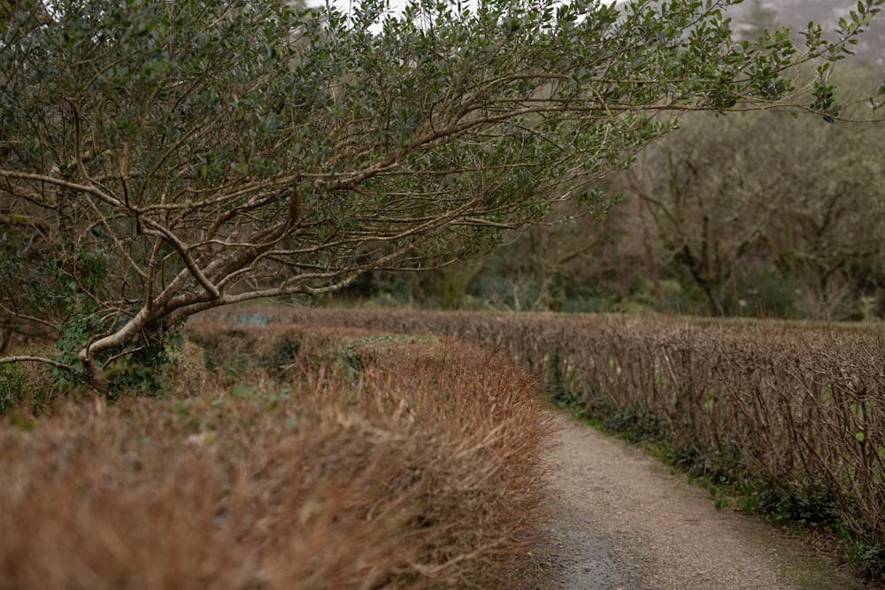Untidy hedge before trimming