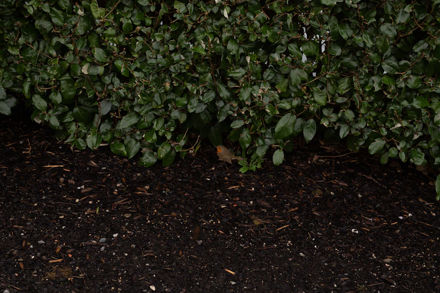 Fresh dark mulch bed edged neatly against a green hedge