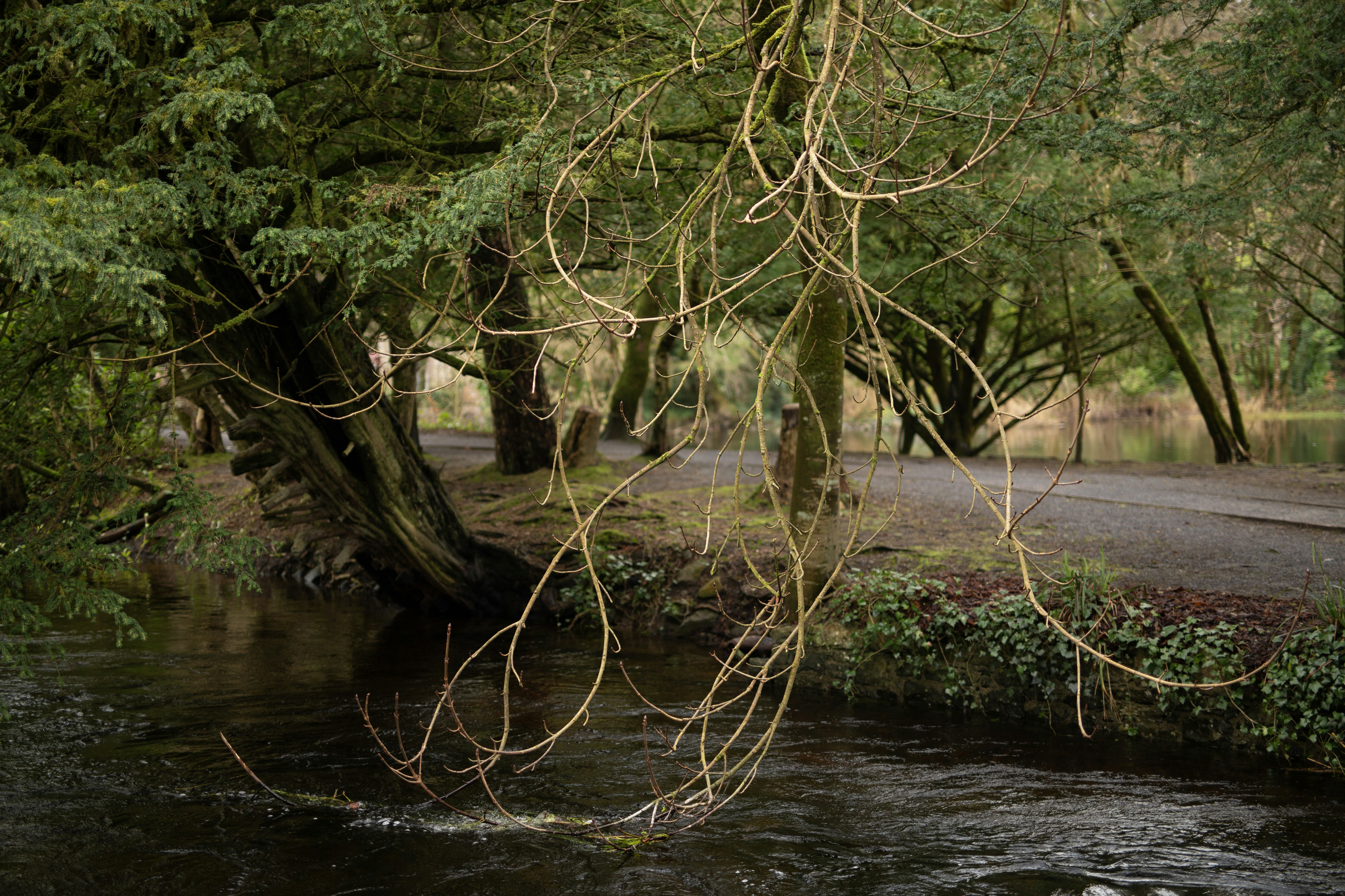 Bare branches hang over a flowing stream in a park
