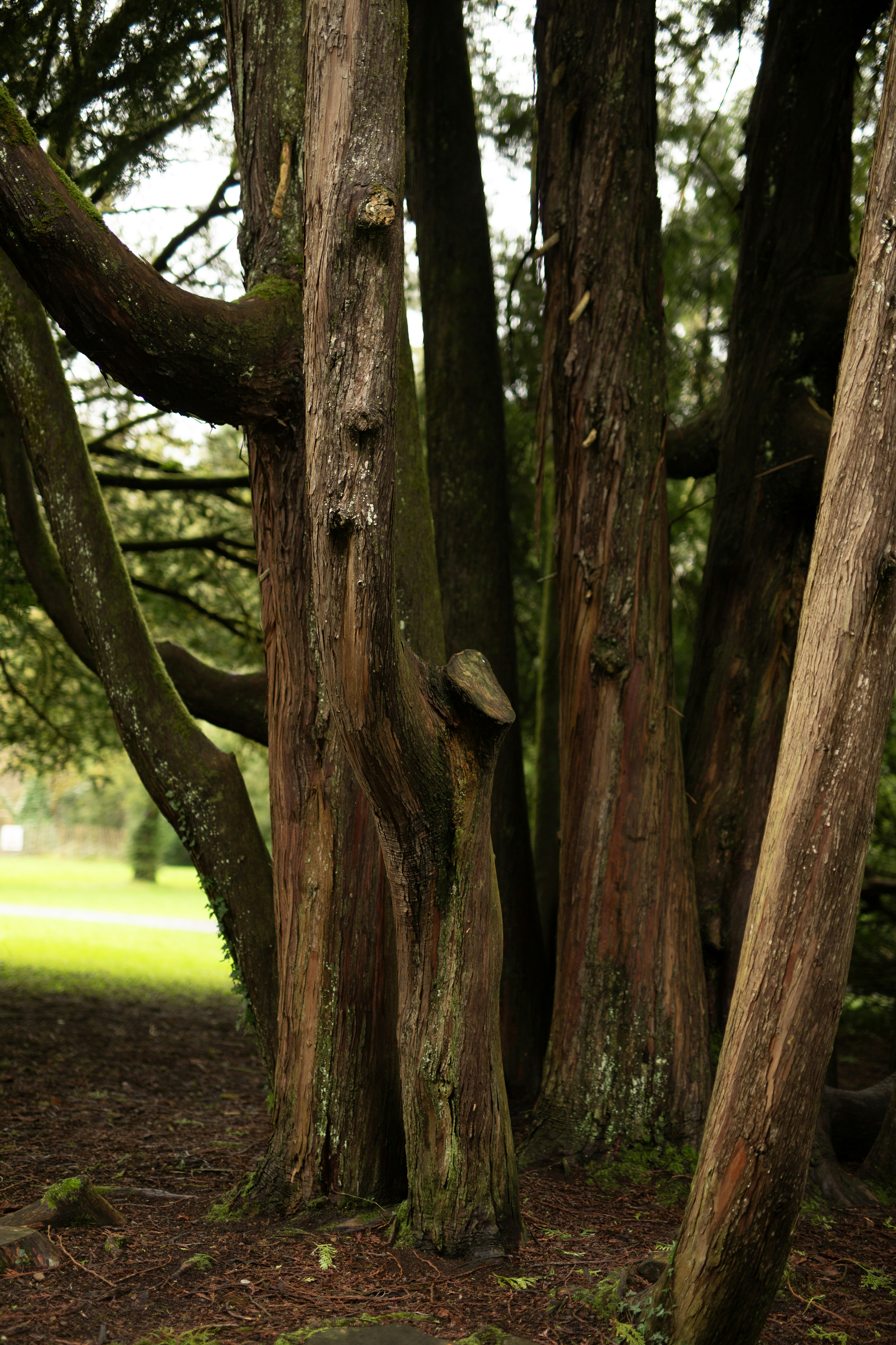 Tall trees with rough bark in a forest clearing.