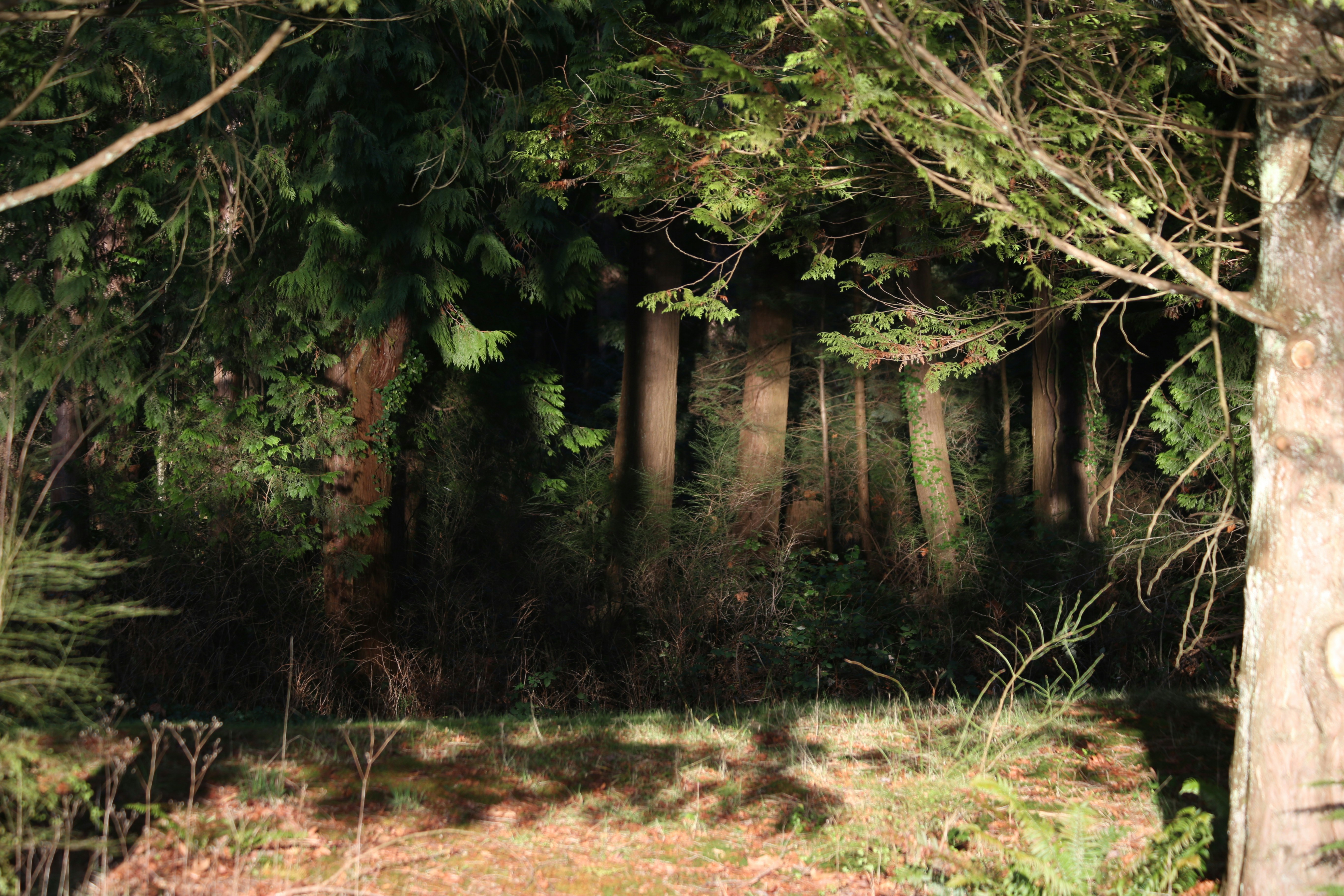 Dark forest with tall trees and dense foliage