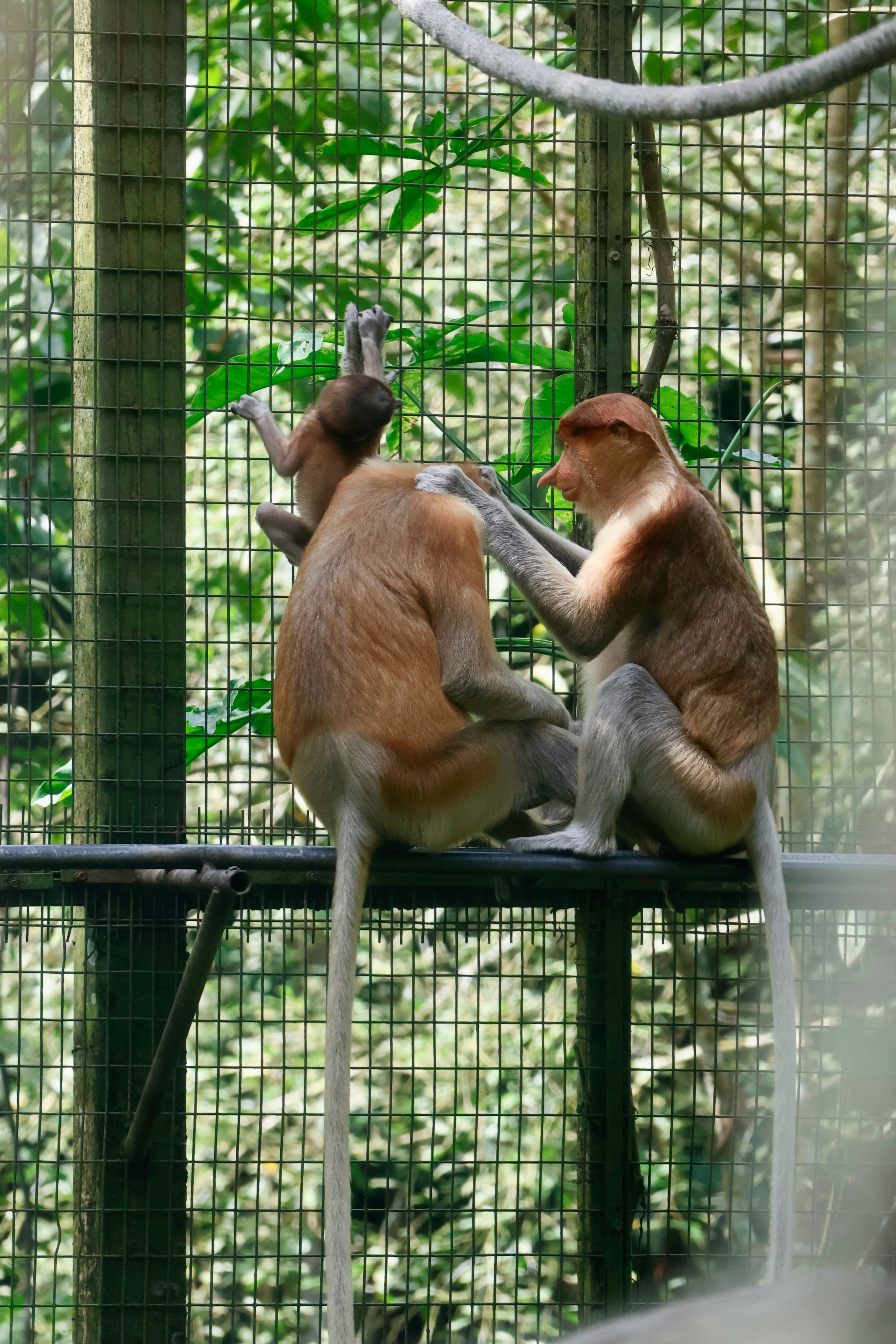 Le scimmie proboscide si puliscono a vicenda nel terrario