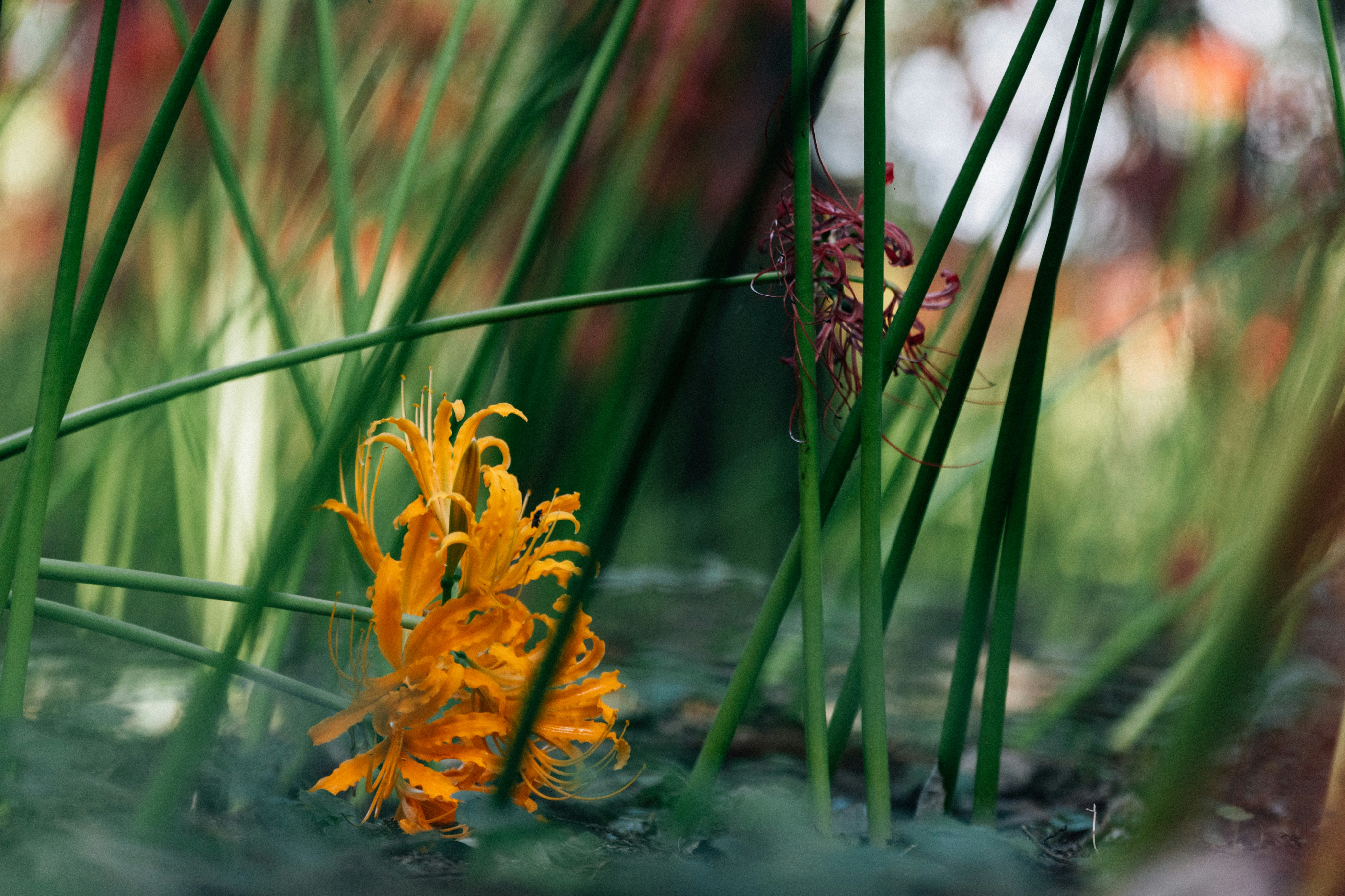 Photo by tsuyoshikozu