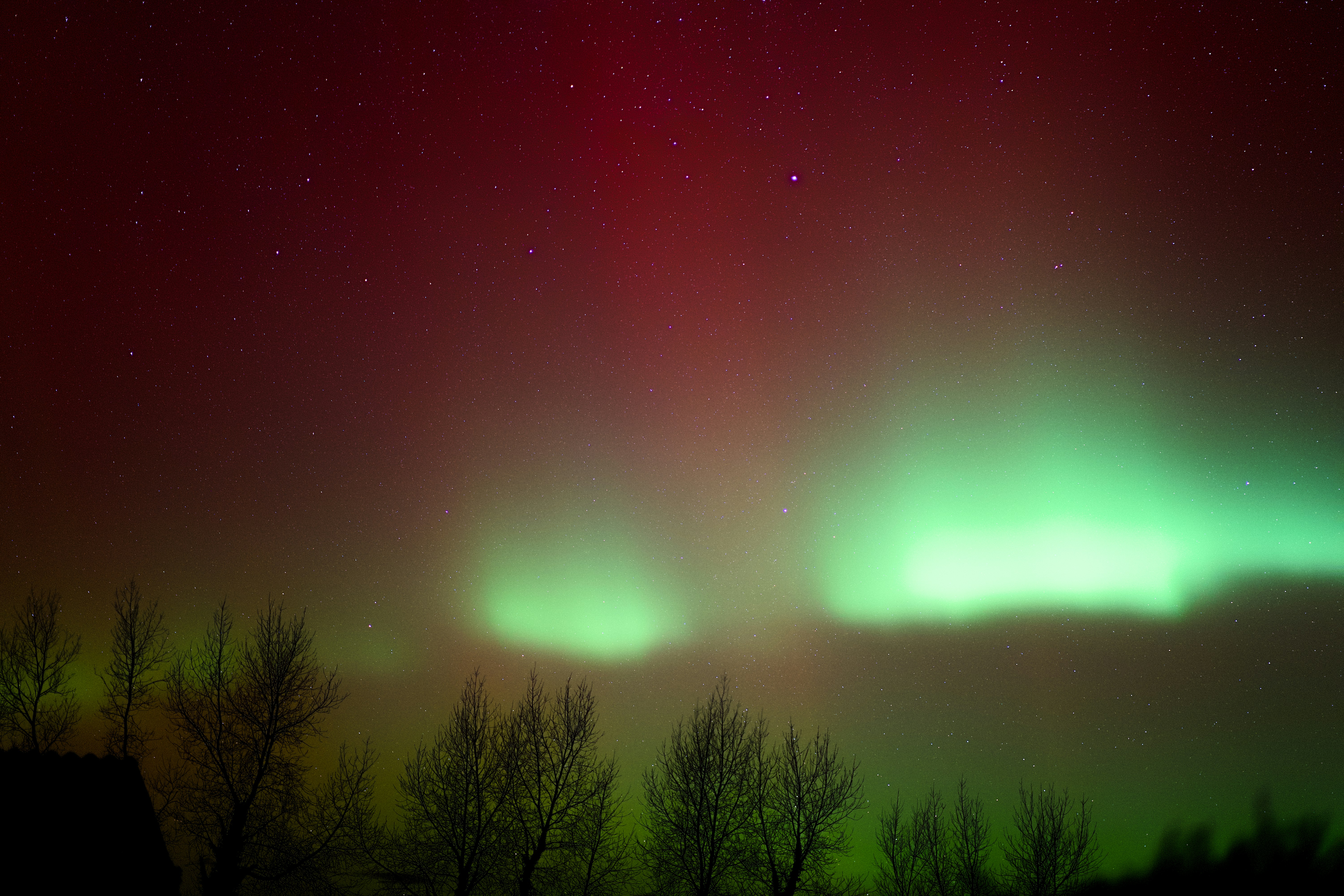 Green and red aurora borealis over trees at night
