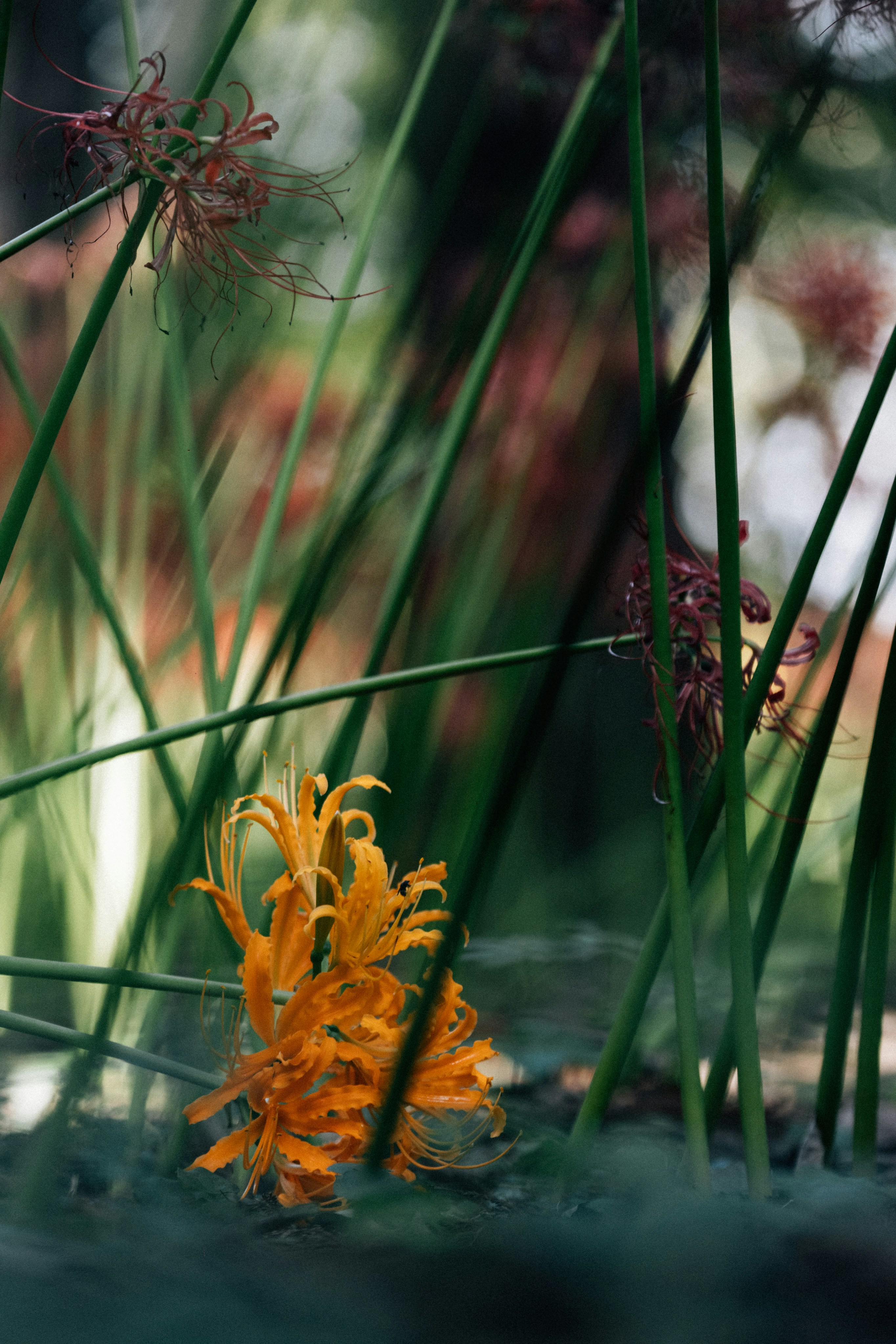 Photo by tsuyoshikozu