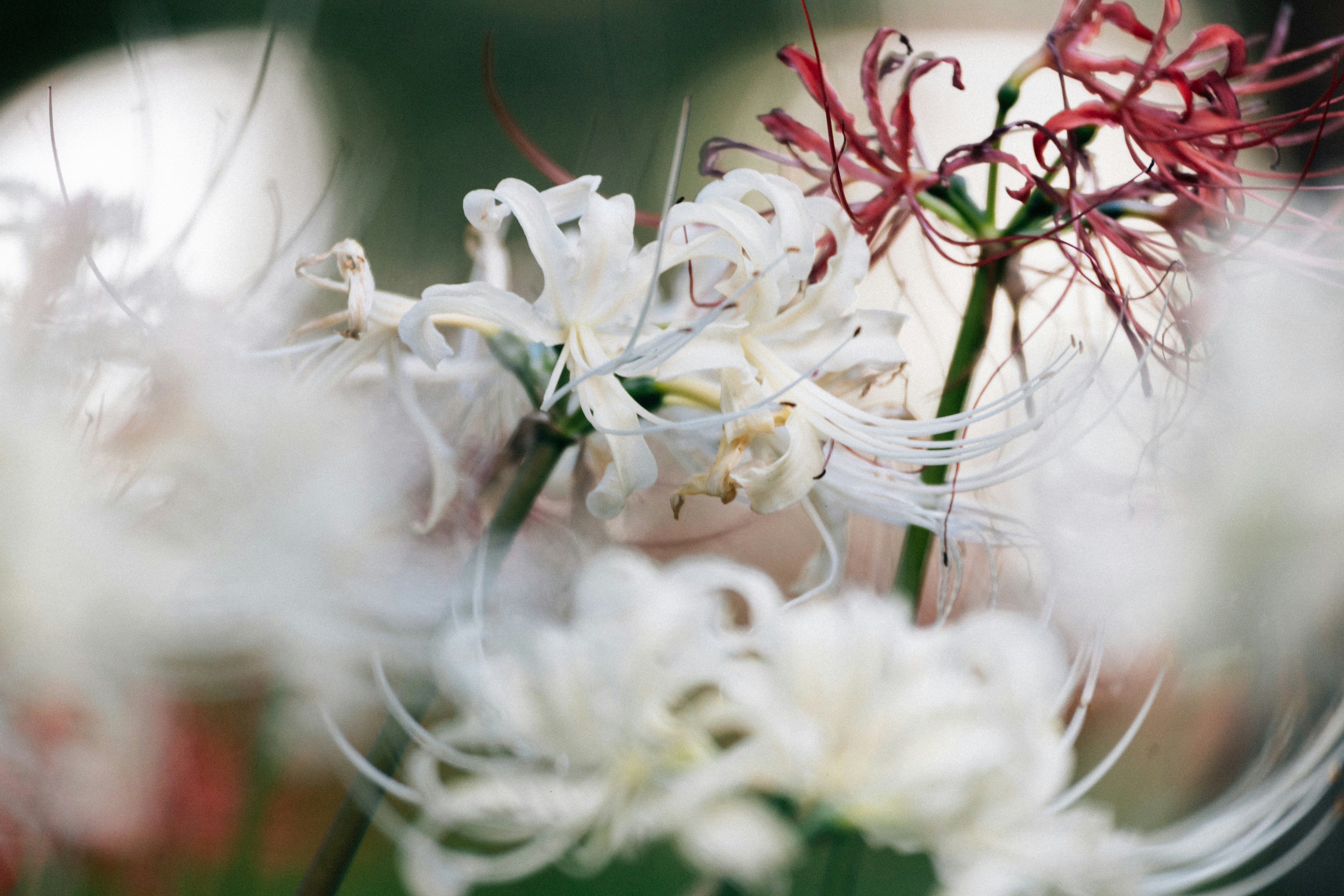 Photo by tsuyoshikozu