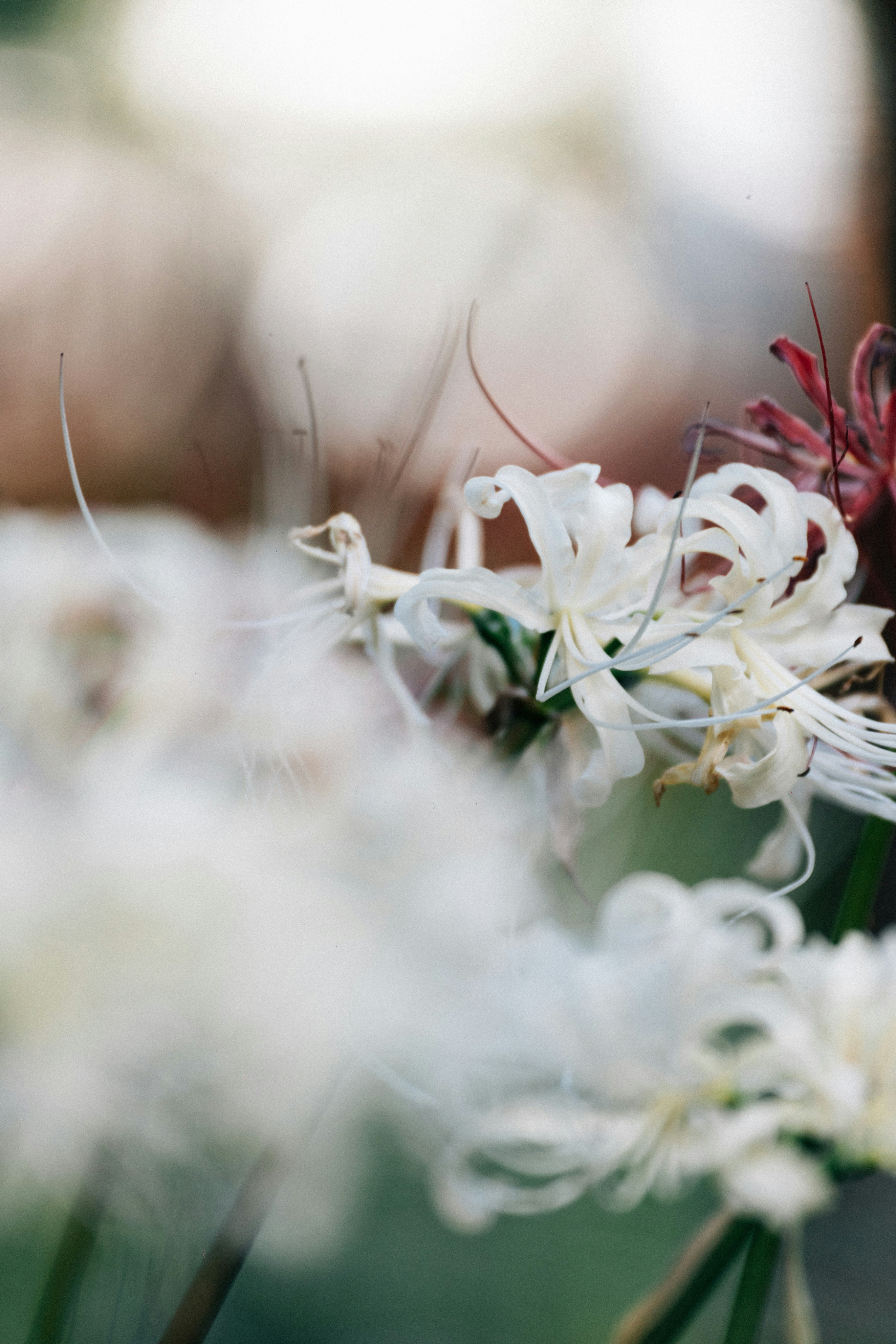 Photo by tsuyoshikozu