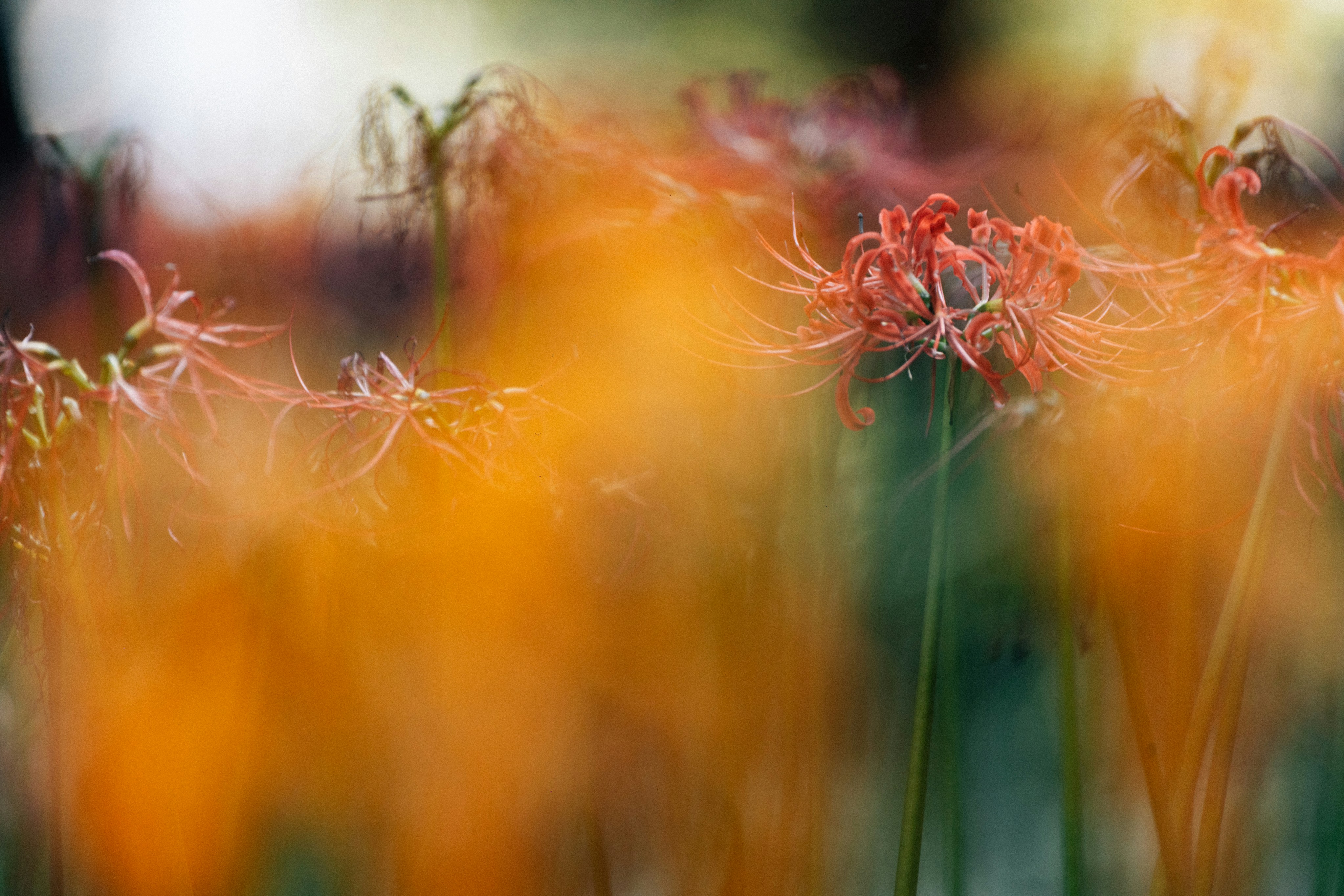 Photo by tsuyoshikozu