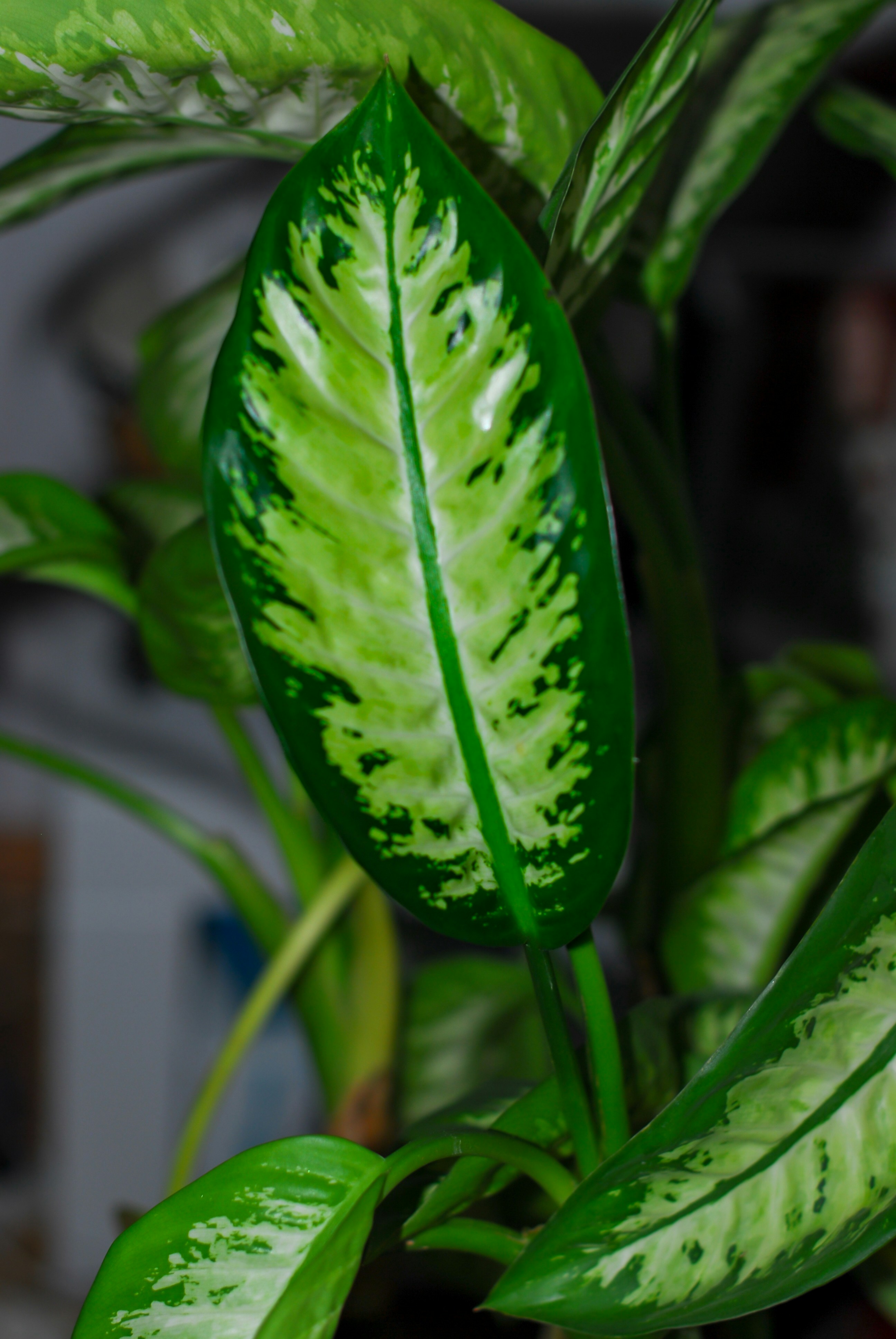 Дифенбахія — Dieffenbachia seguine
