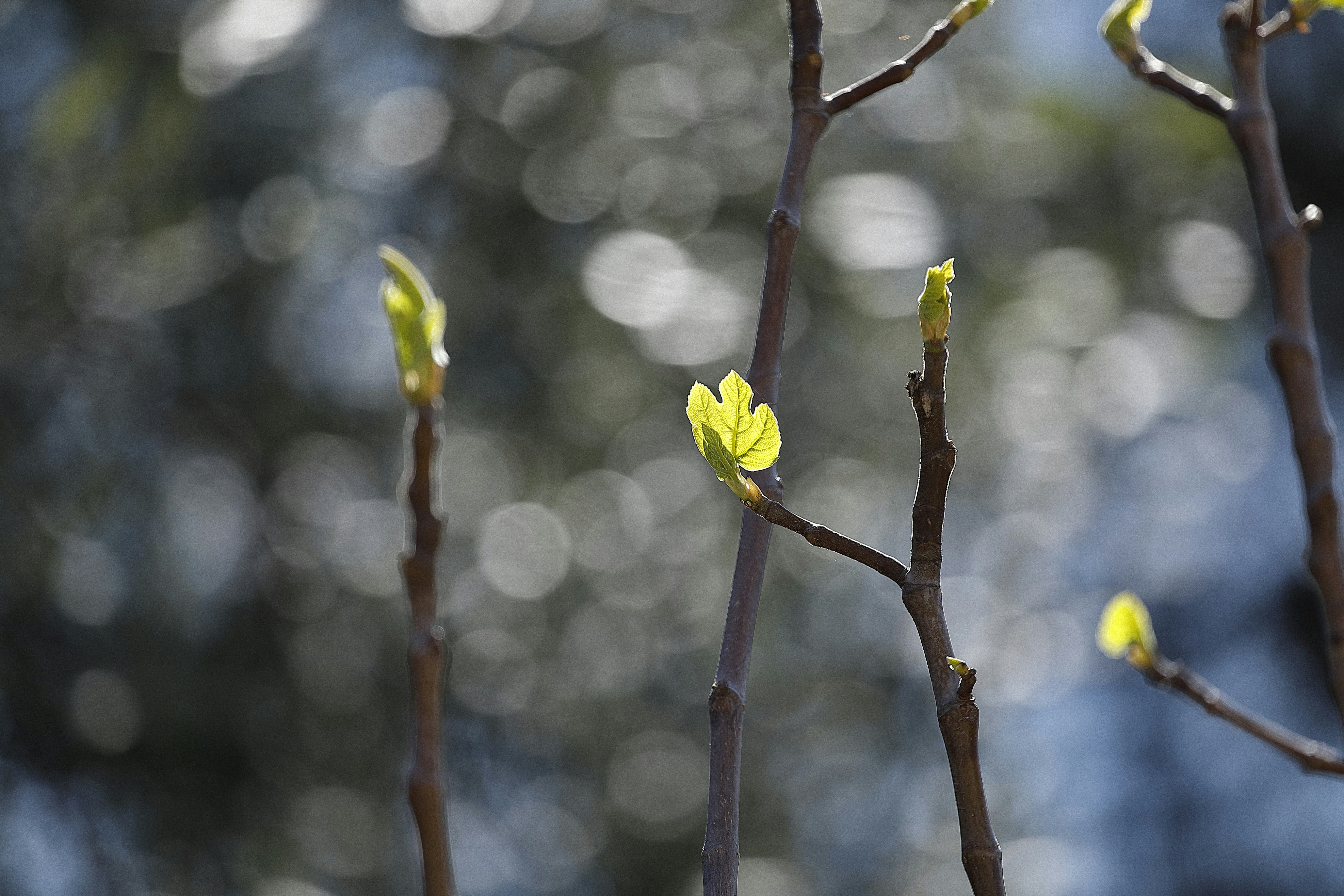 Young leaves unfurling on tree branches in spring.