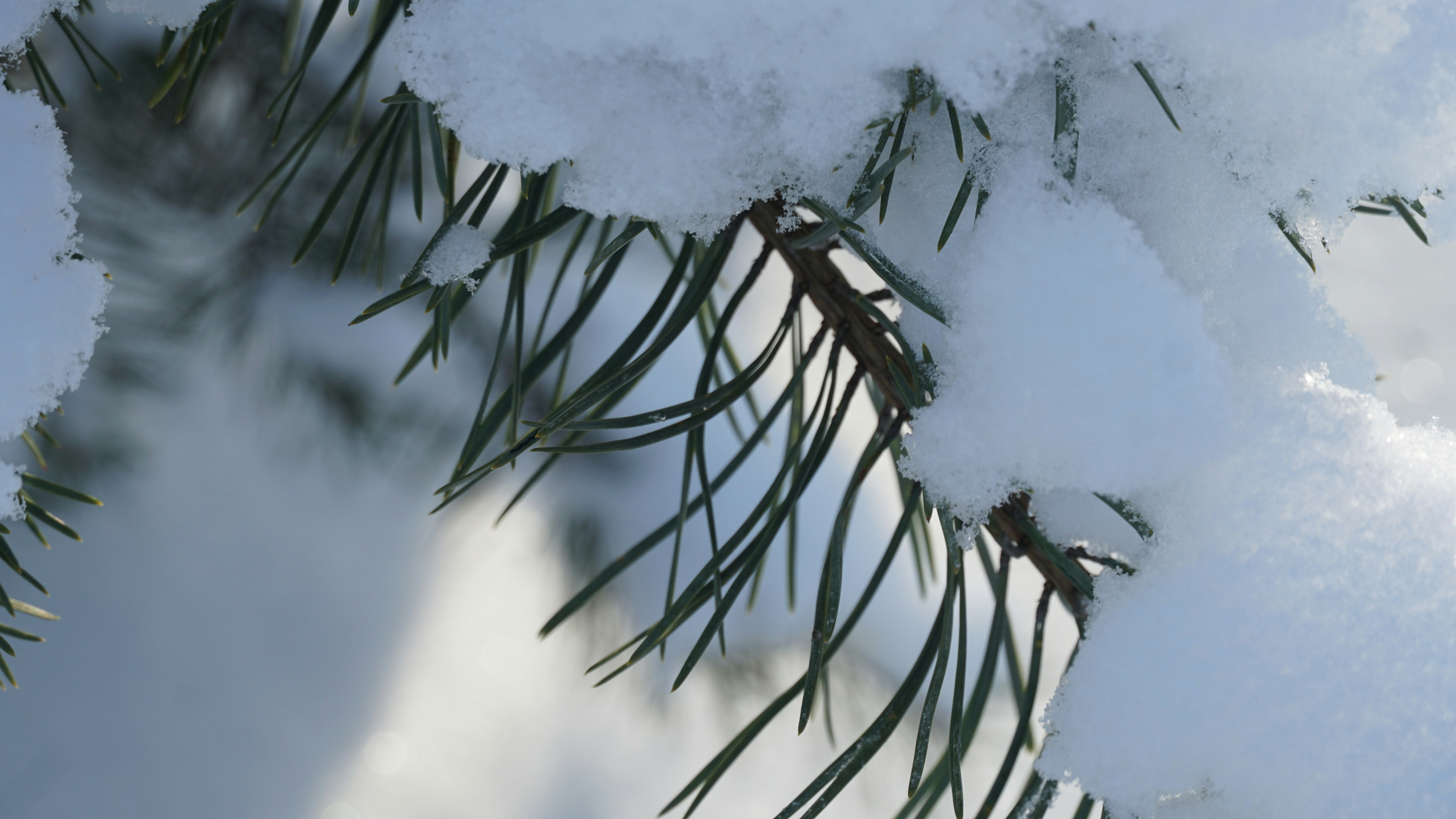 Close-up of snow-covered pine needles on a sunny day