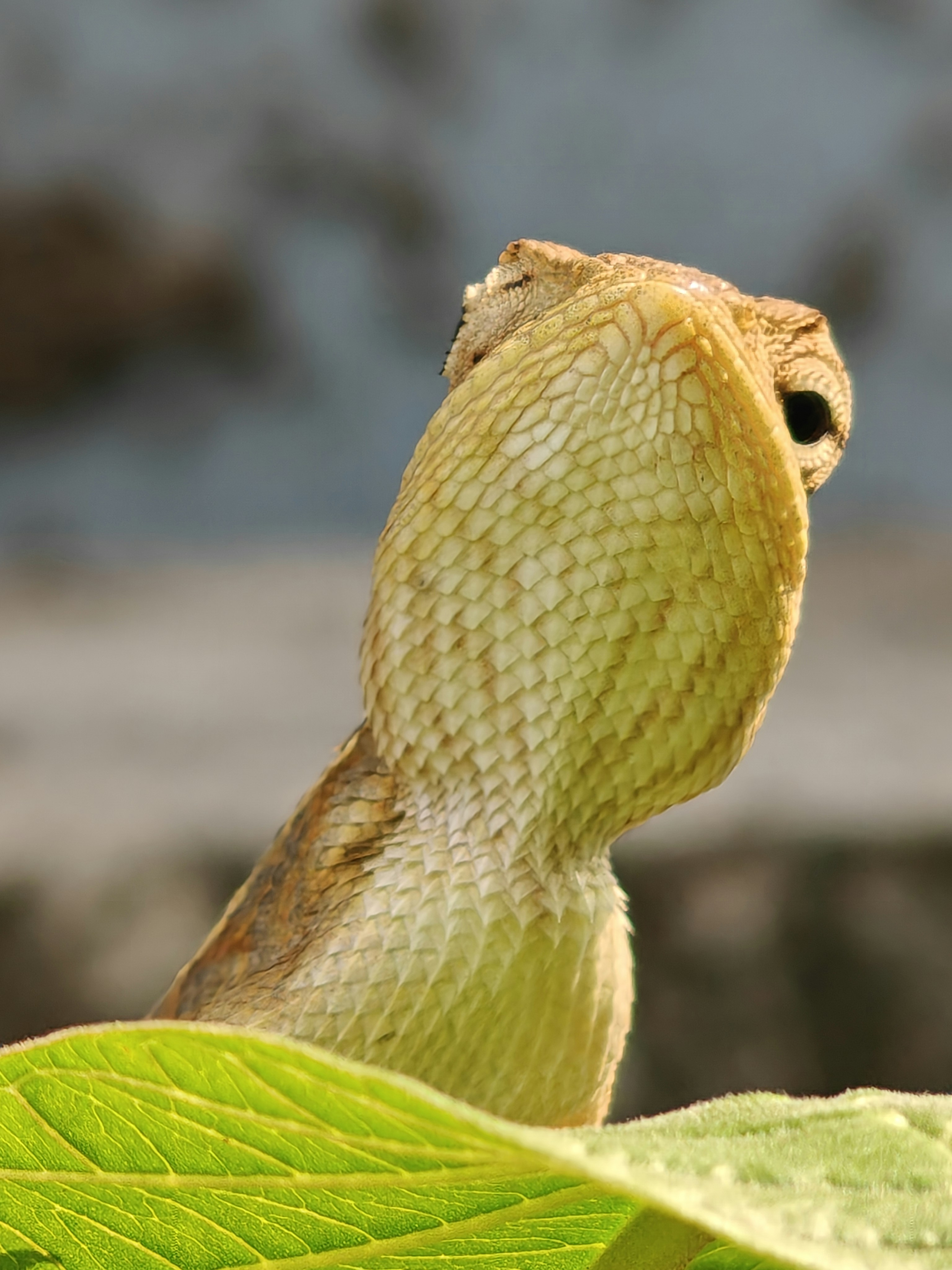 A lizard with a frill around its neck