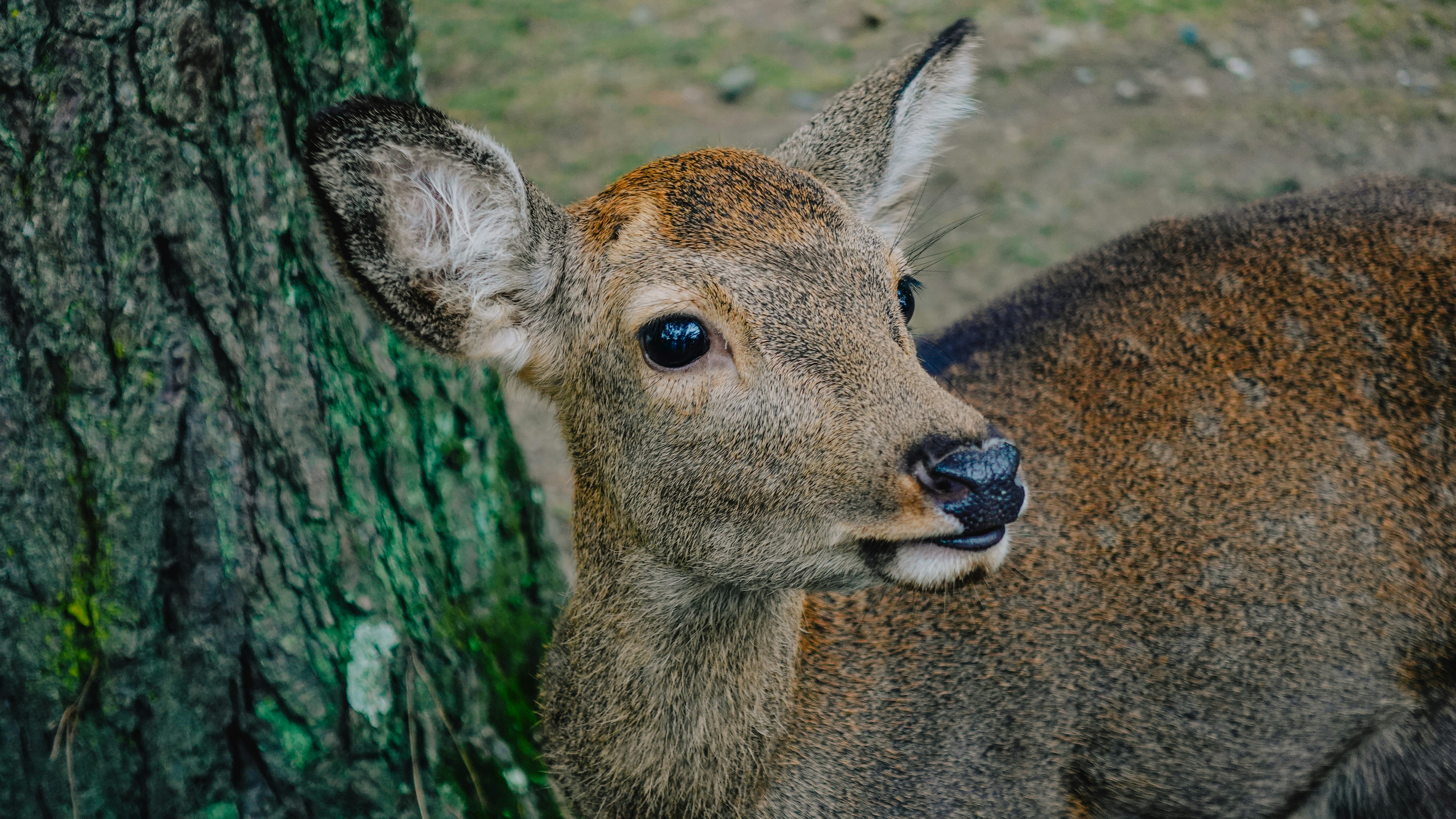 Photo by taylaktictac