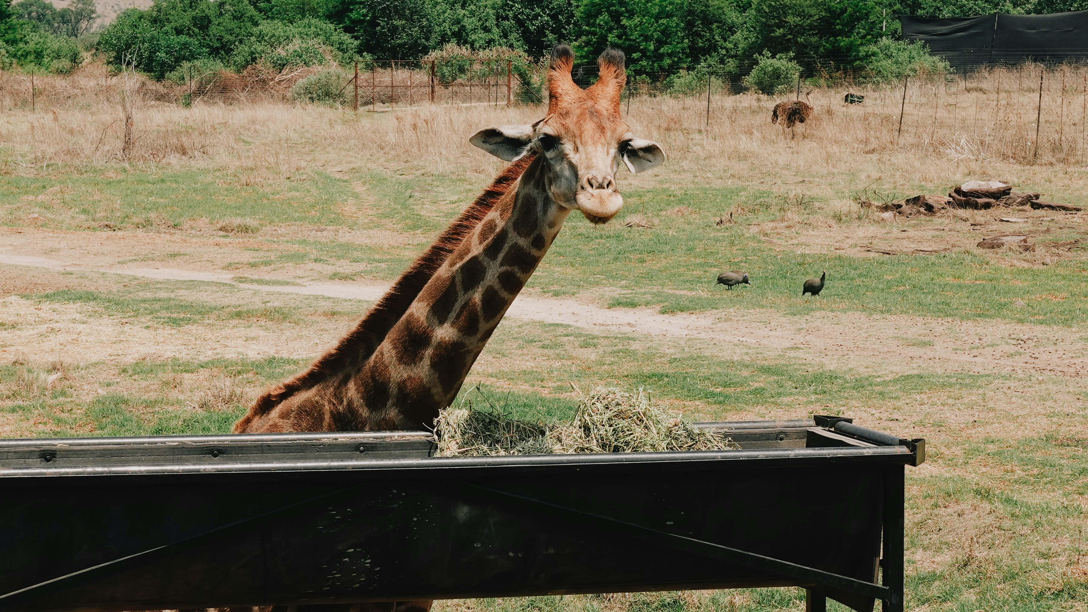A giraffe eating hay from a feeder