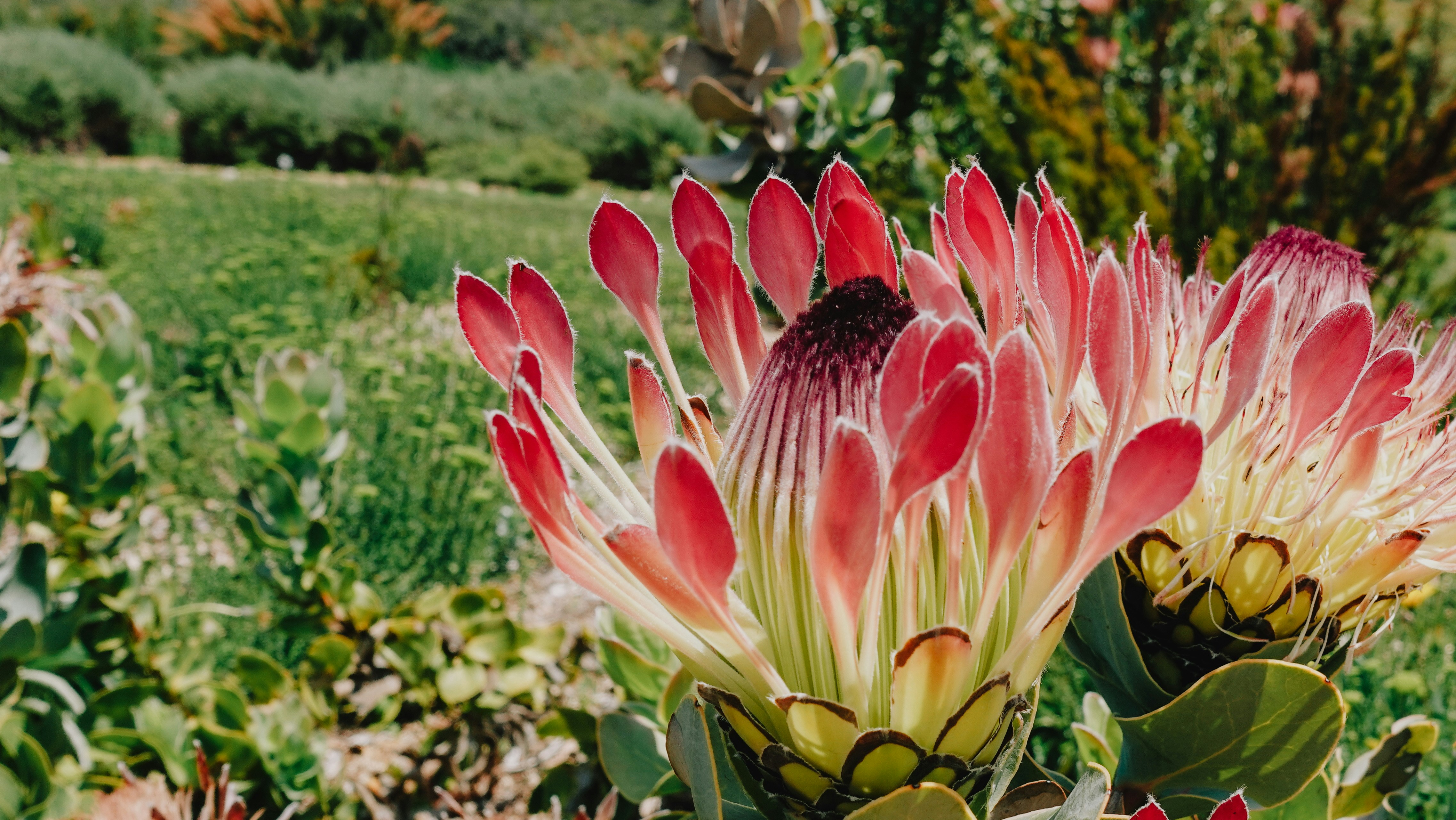 Close-up of pink protea flowers in a garden.