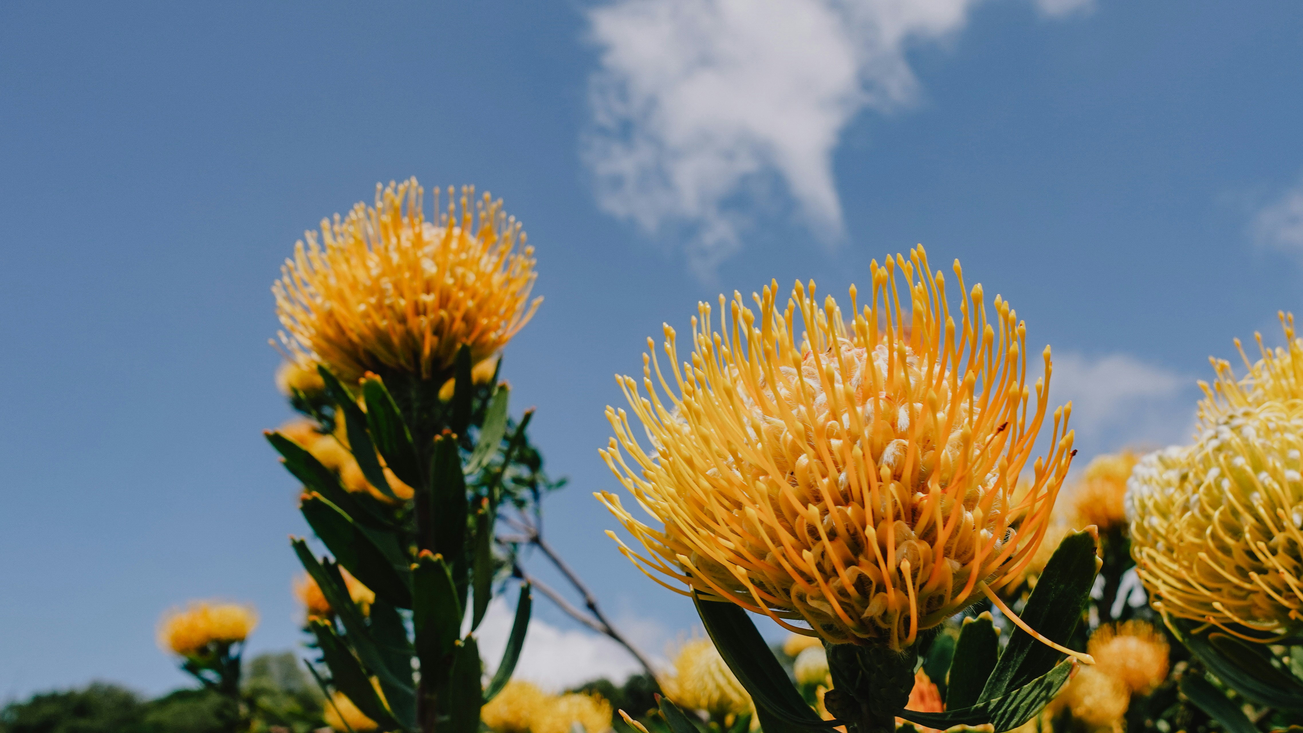 Yellow pincushion flowers bloom under a blue sky.